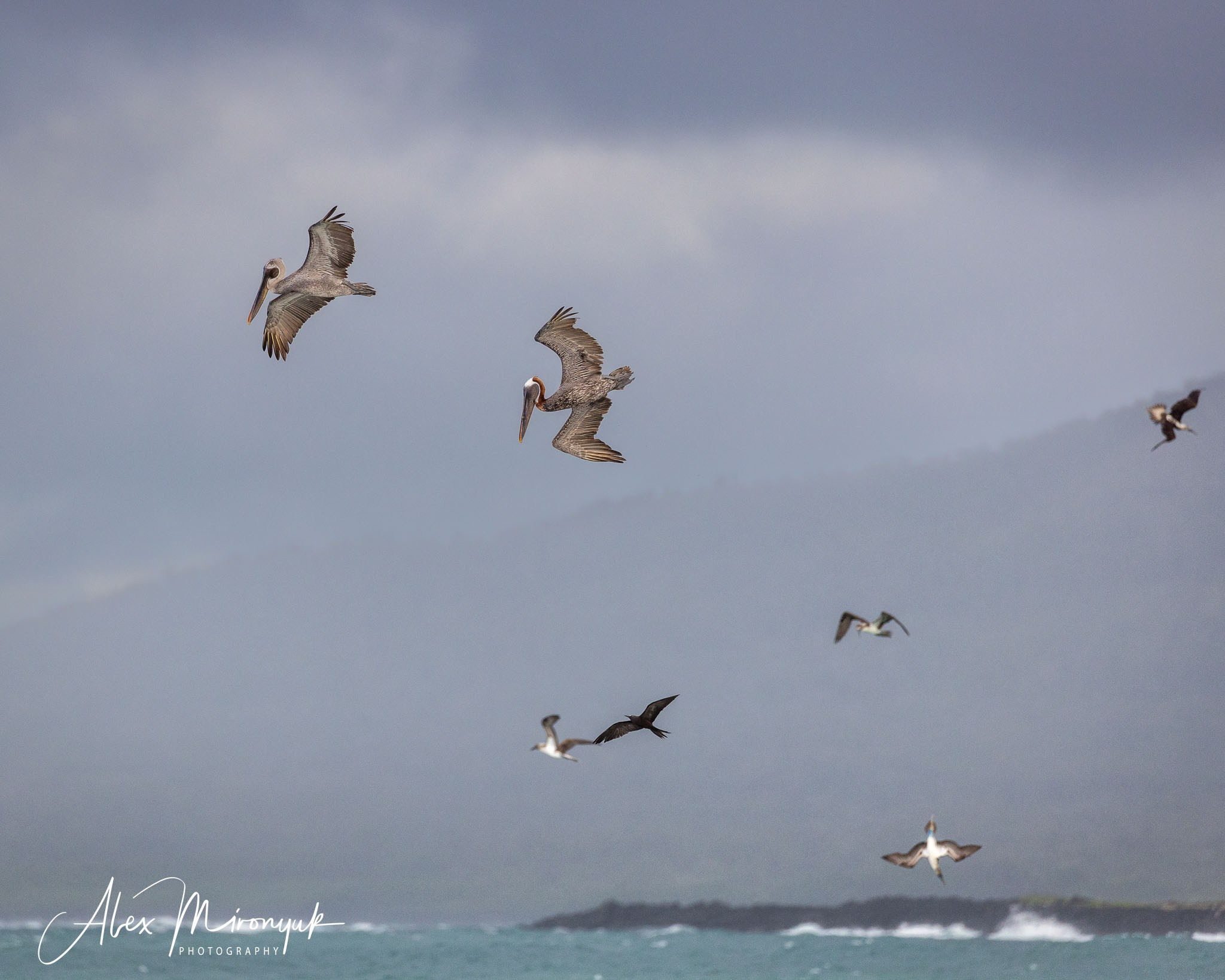 Galapagos Islands Adventure. Alex Mironyuk Photography