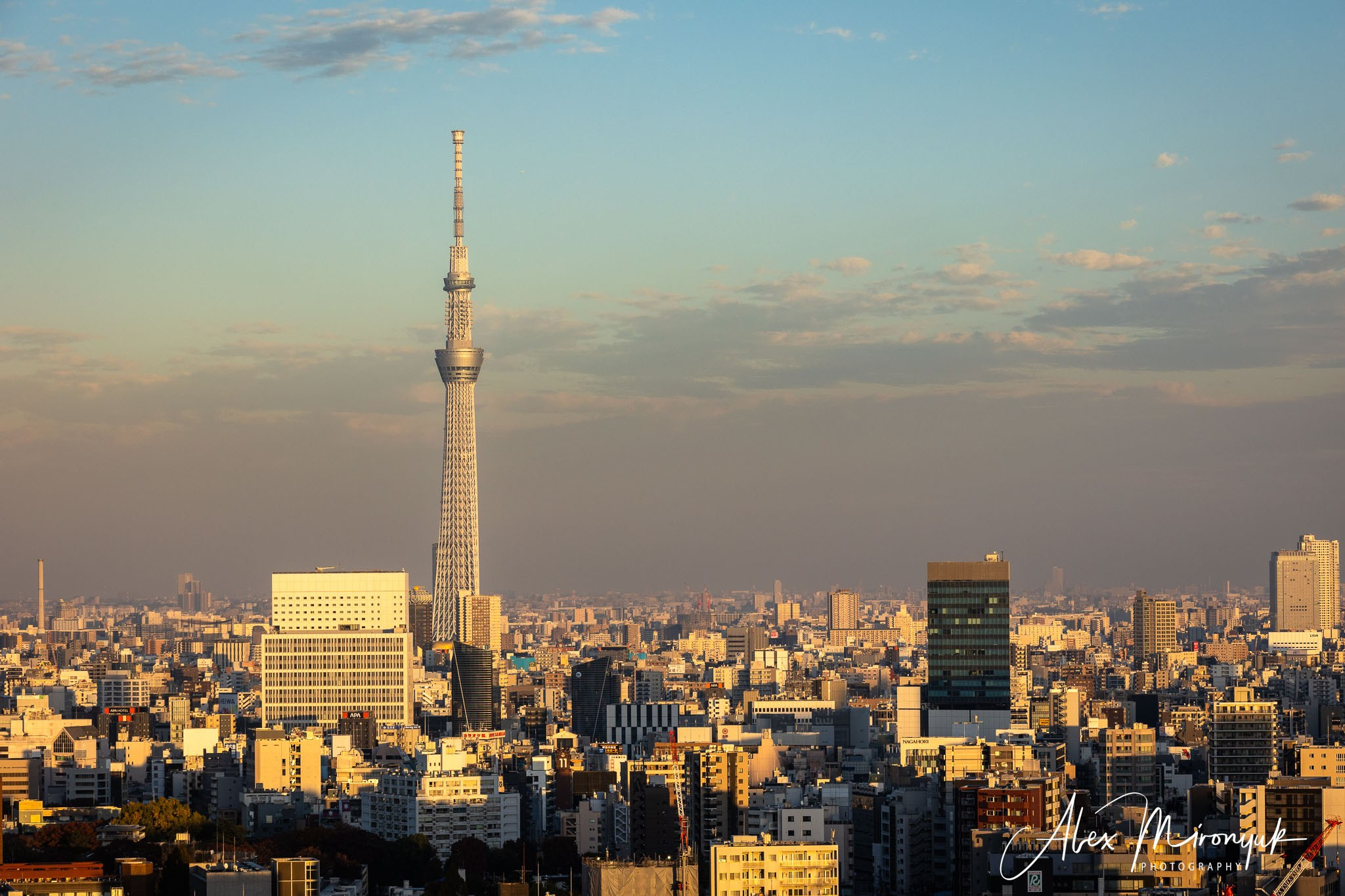 Autumn Colors of Japan. Pet, Senior, Landscape, portrait studio, photographer in Miami and Sou