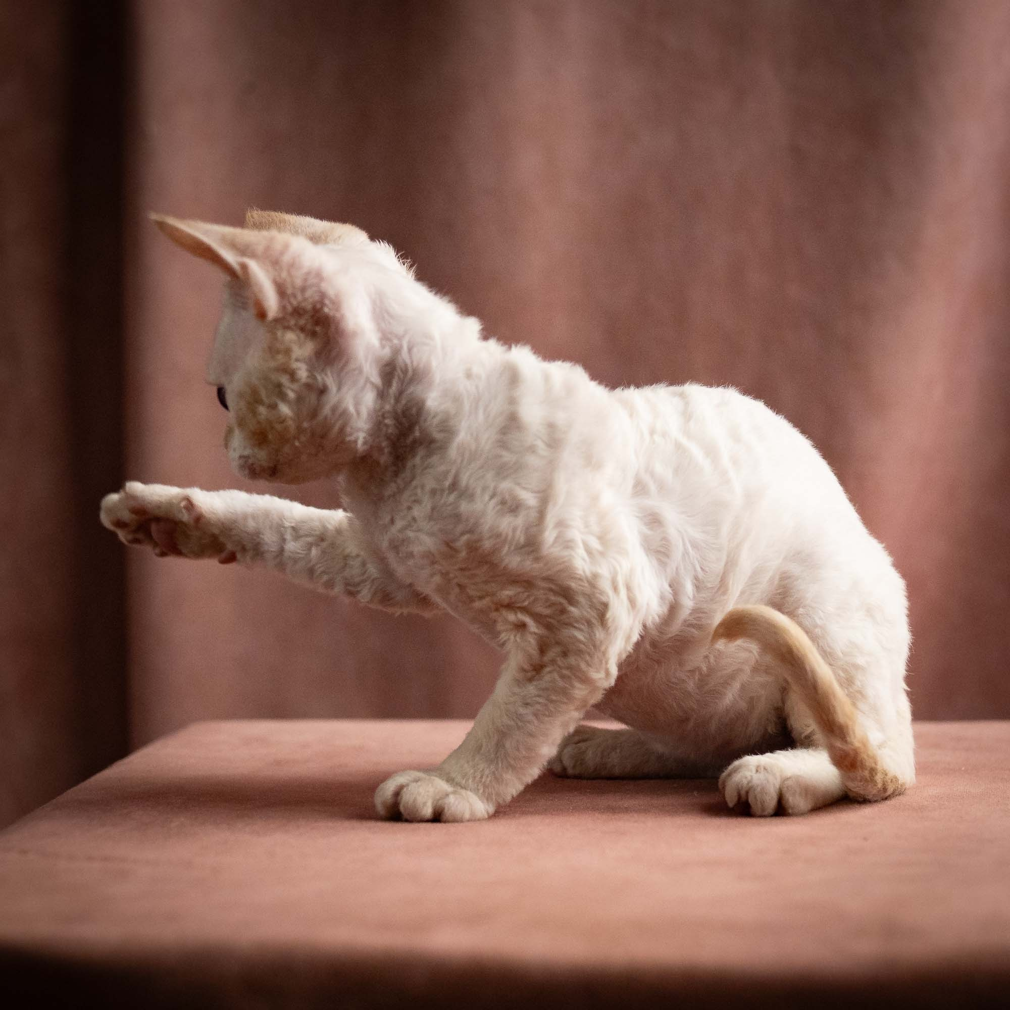 Quinn, girl, born 02.14.26. Devon Rex Pixie Cattery
