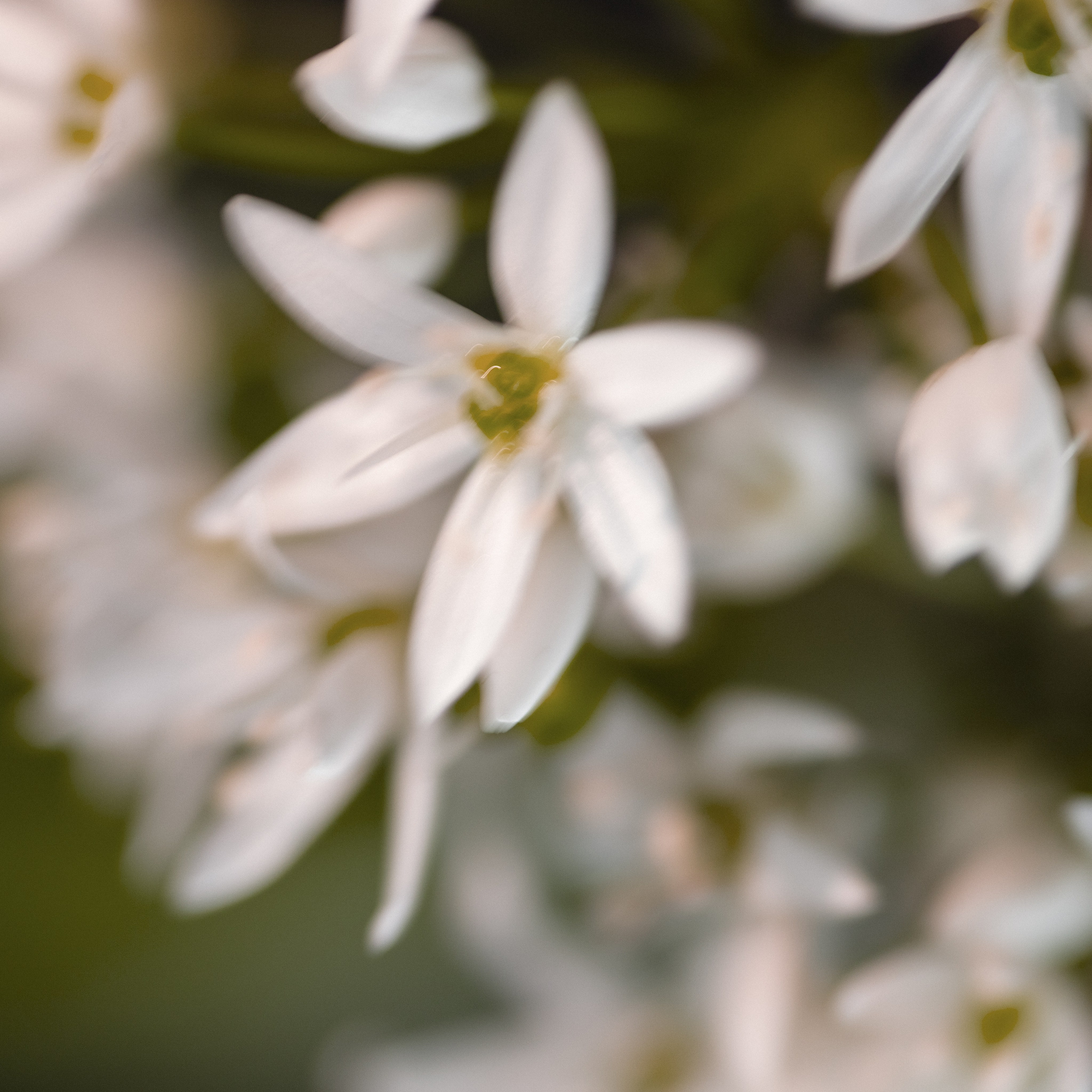 WILD GARLIC. Natalja Poplavska — Visual artist, Photographer, East Sussex, London