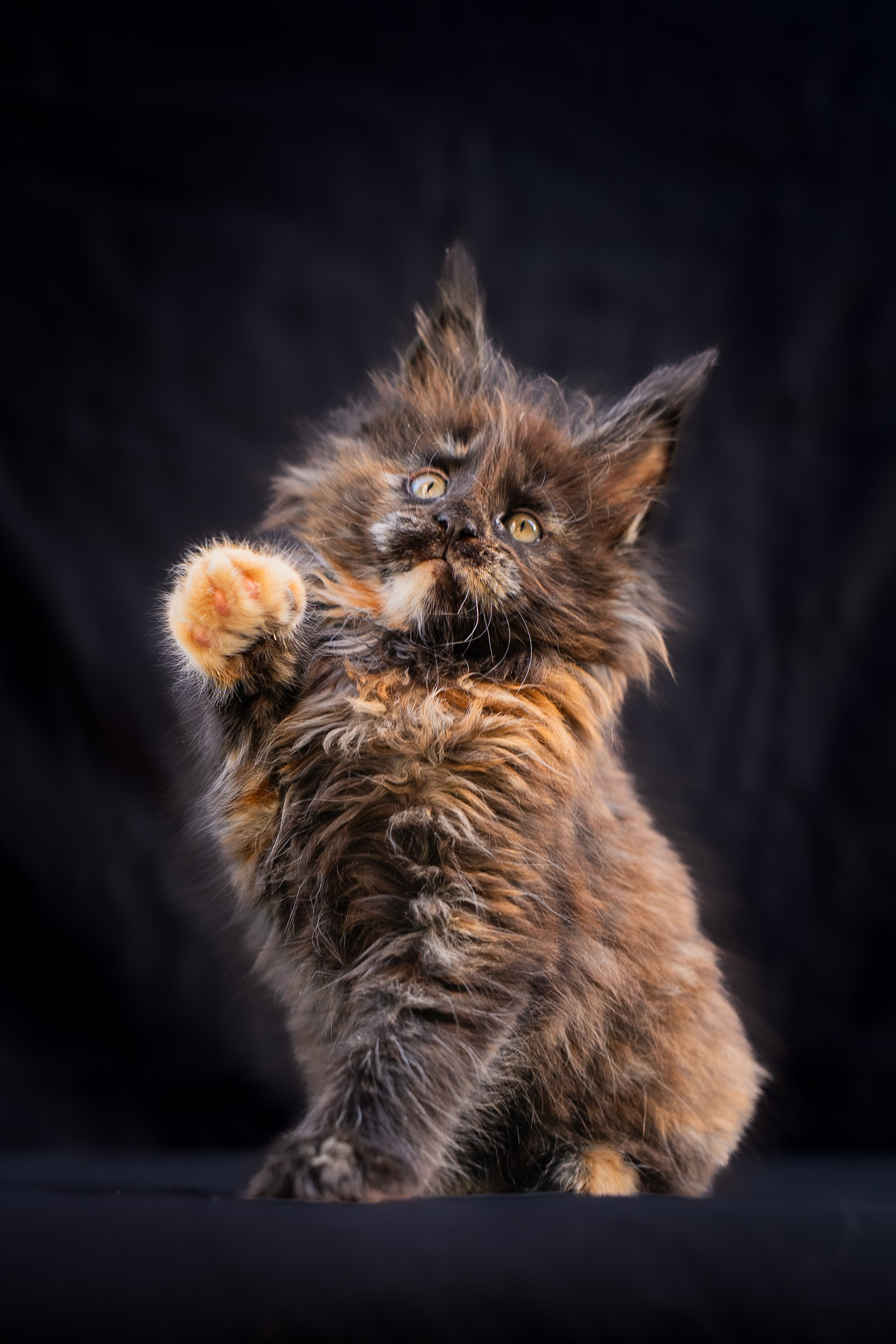 Senator Juliet. Senator Cat — Maine Coon cattery