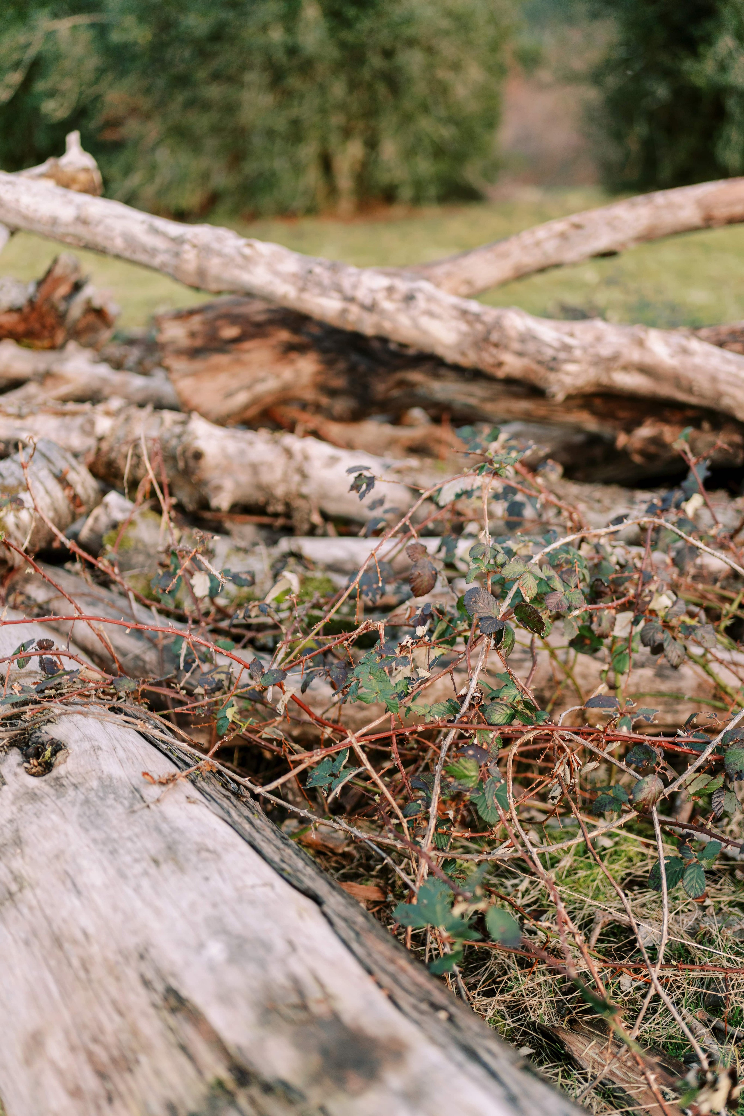 Engagement photo shoot/ Dmitry and Julia/ February 2024. North Bend, Washington. EVAN ARISTOV WEDDING PHOTOGRAPHY — Seattle Wedding Photographer