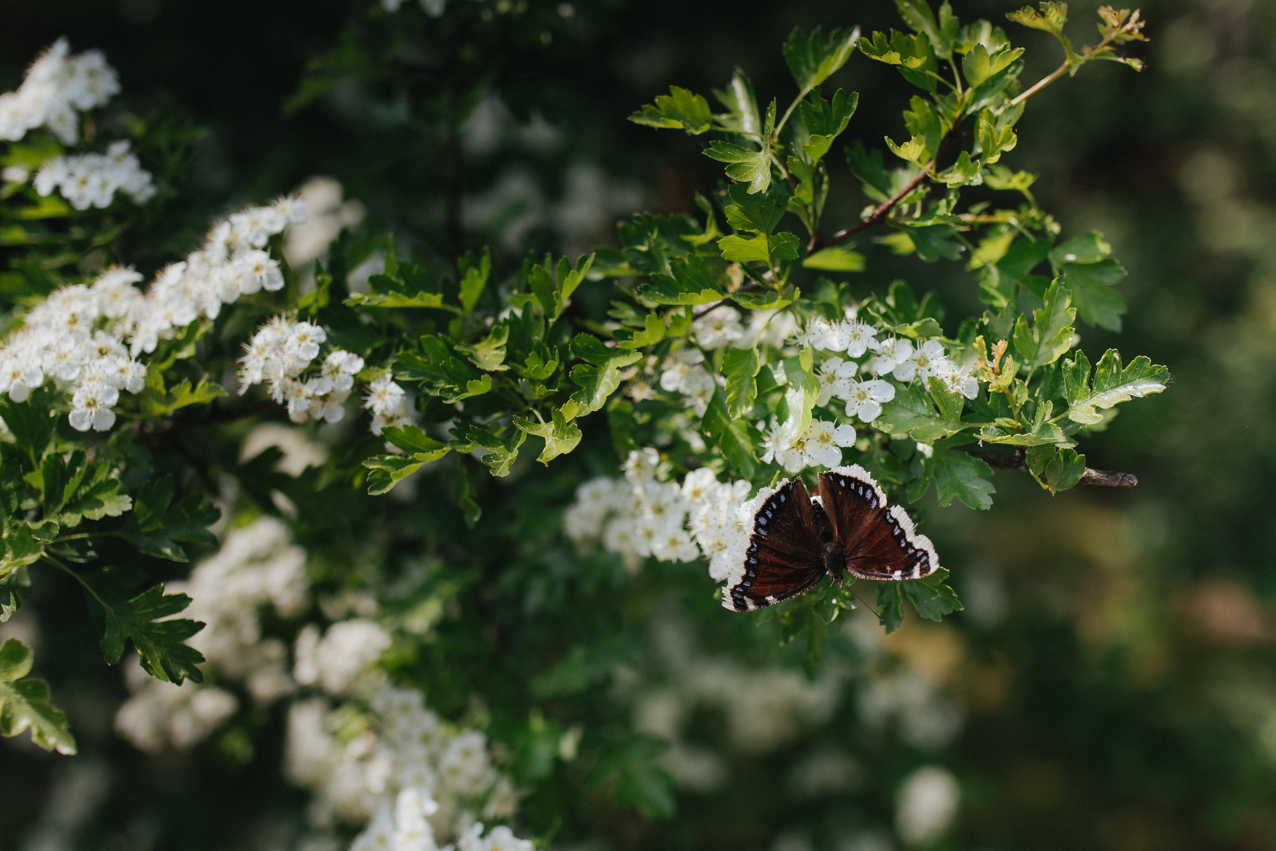 Vestuvinė fotosesija Food in the wood