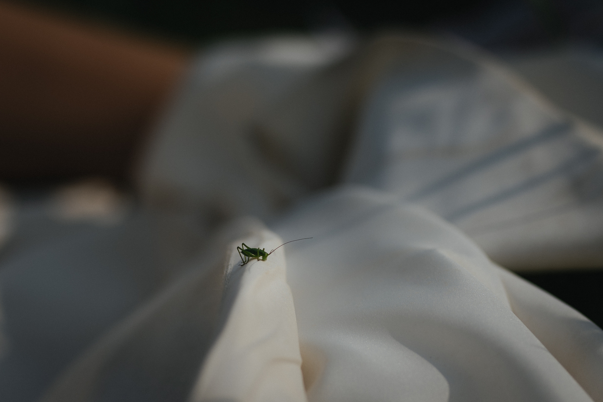 Vestuvinė fotosesija Food in the wood