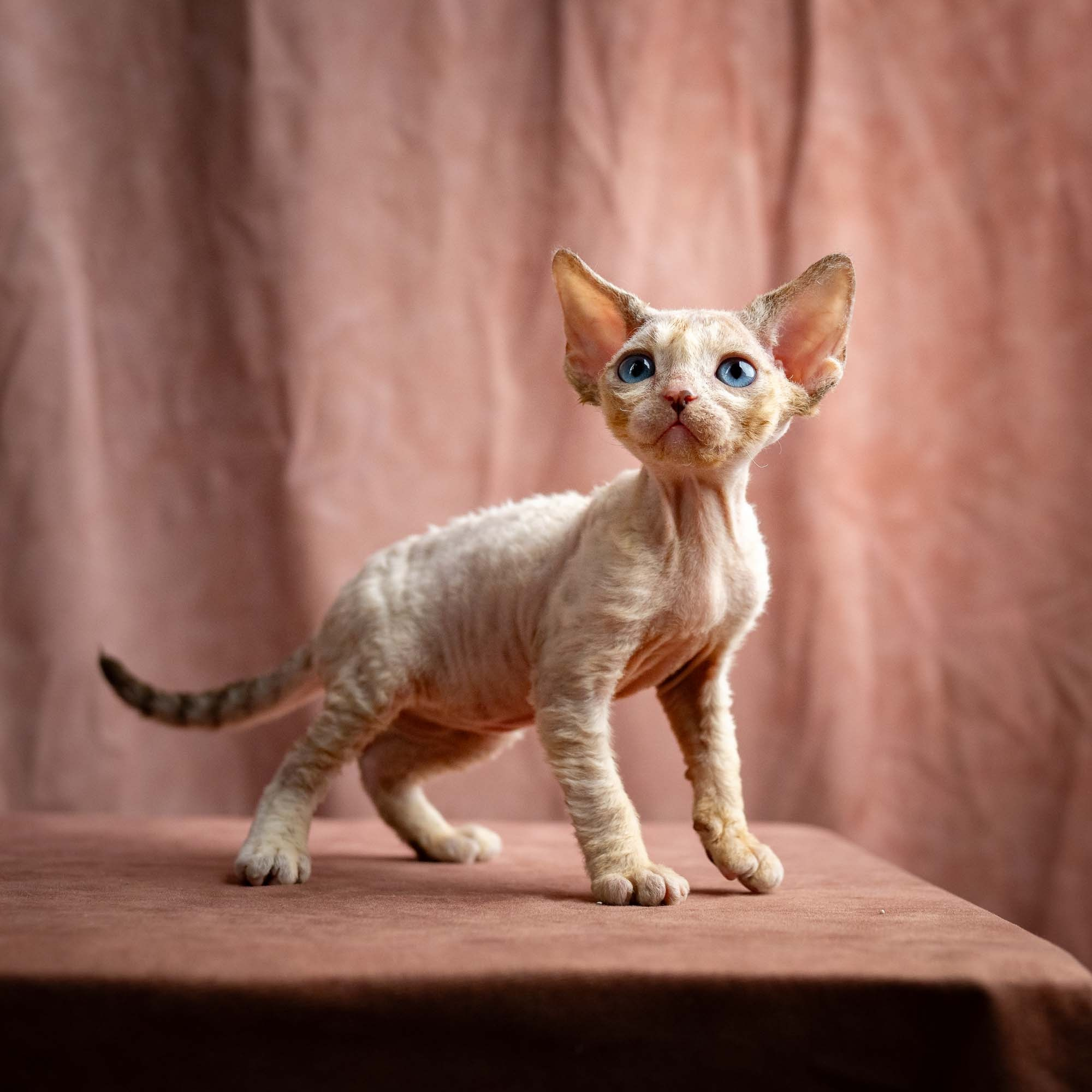 Rocco, boy, born 05.08.26. Devon Rex Pixie Cattery