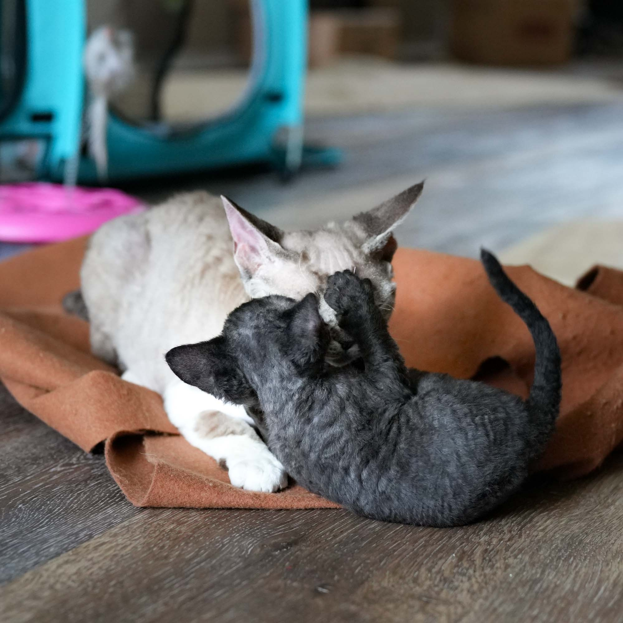 Smoke, boy,  born on  04.11.24, Sold. Devon Rex Pixie Cattery