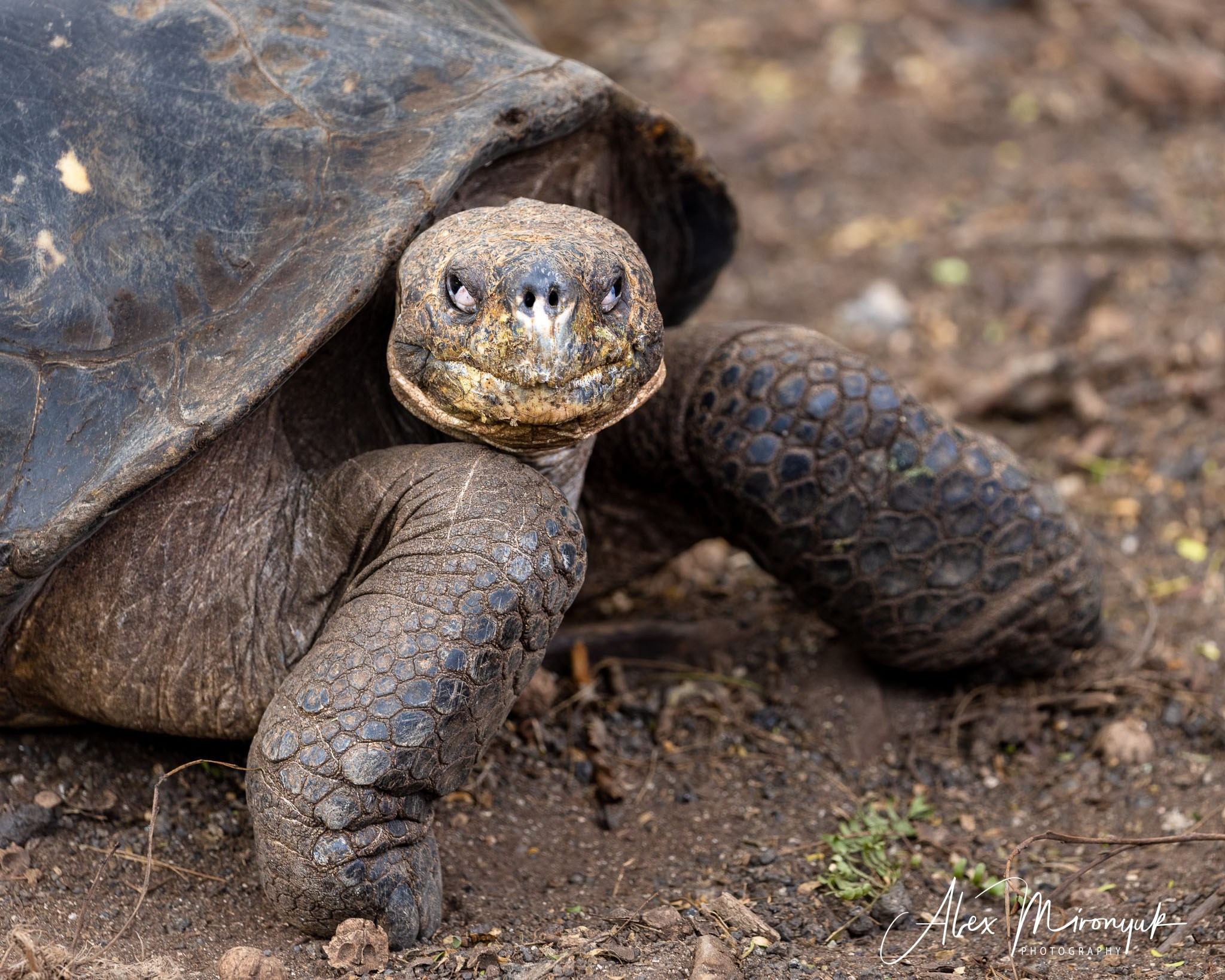Galapagos Islands Adventure. Alex Mironyuk Photography