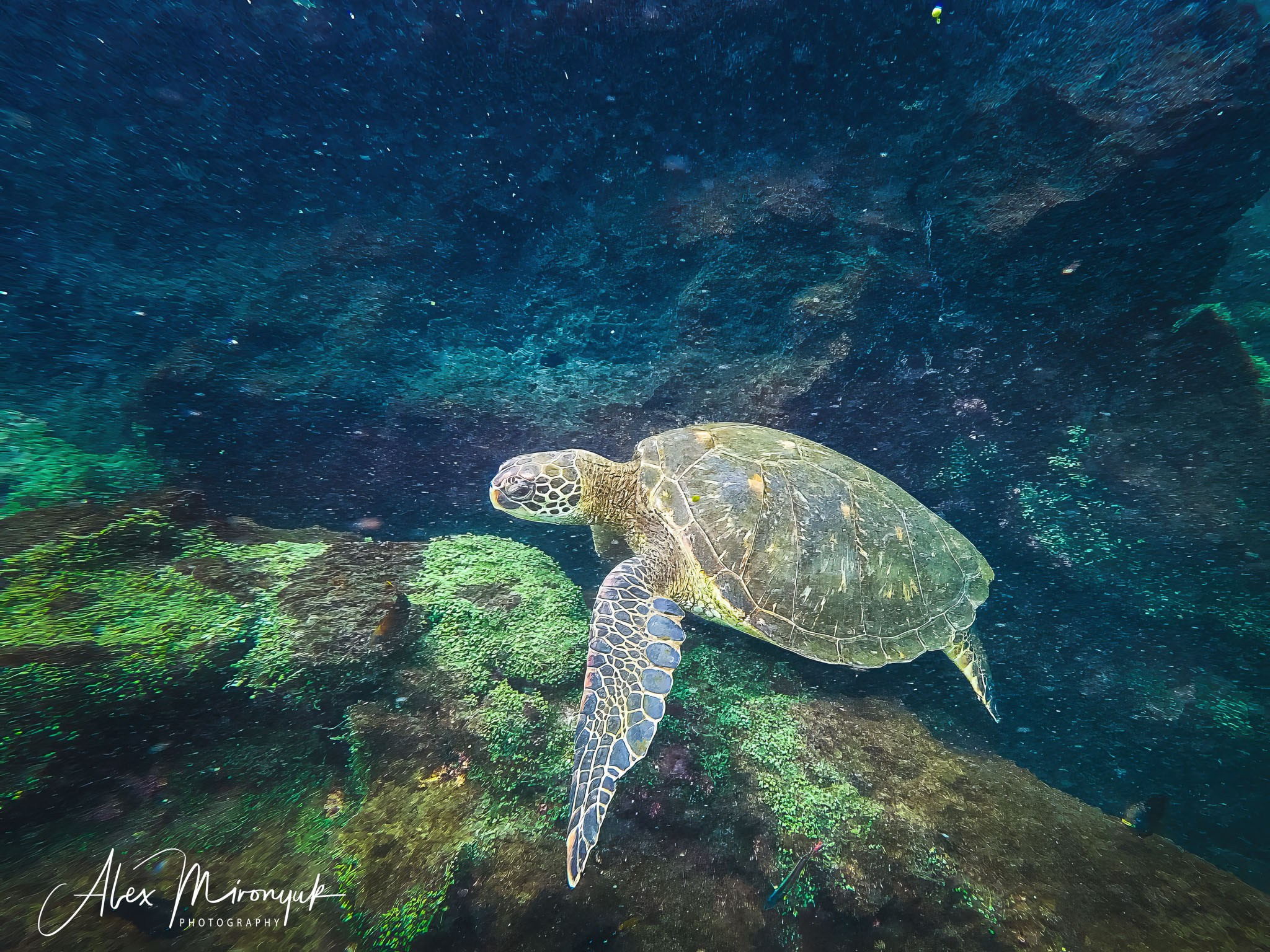 Galapagos Islands Adventure. Alex Mironyuk Photography