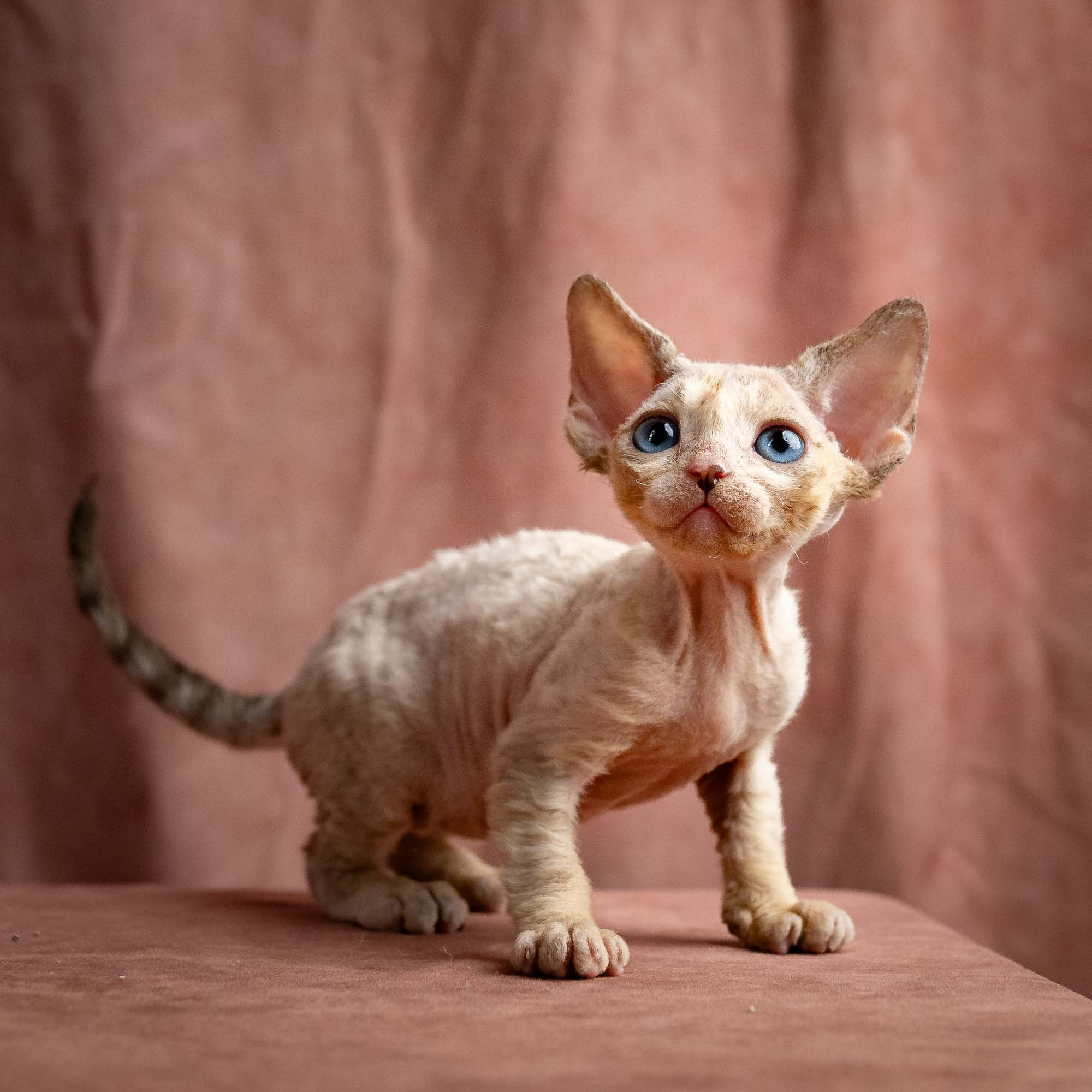Rocco, boy, born 05.08.26. Devon Rex Pixie Cattery