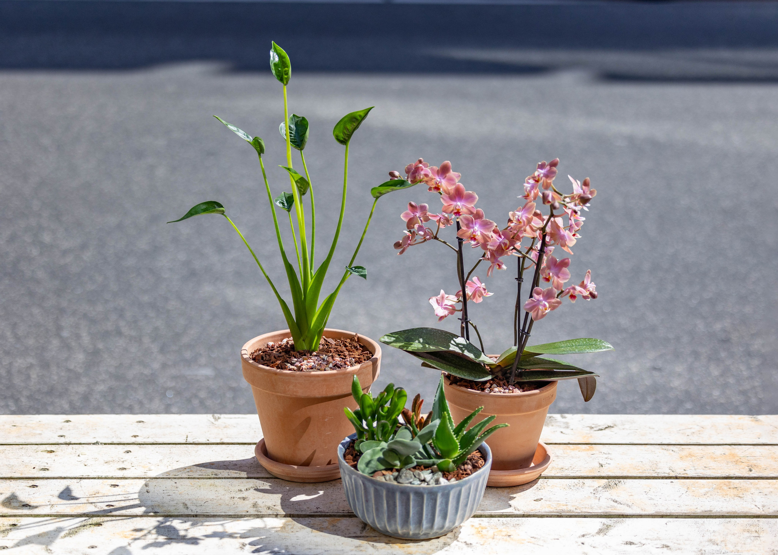 Lad naturen flytte ind! Hos Akropolis Blomster finder du et stort udvalg af smukke og sunde planter, der passer til enhver smag og stil. Uanset om du er på udkig efter en grøn ven til dit hjem eller en særlig gave, så har vi planten for dig. Besøg os i dag og lad dig inspirere!