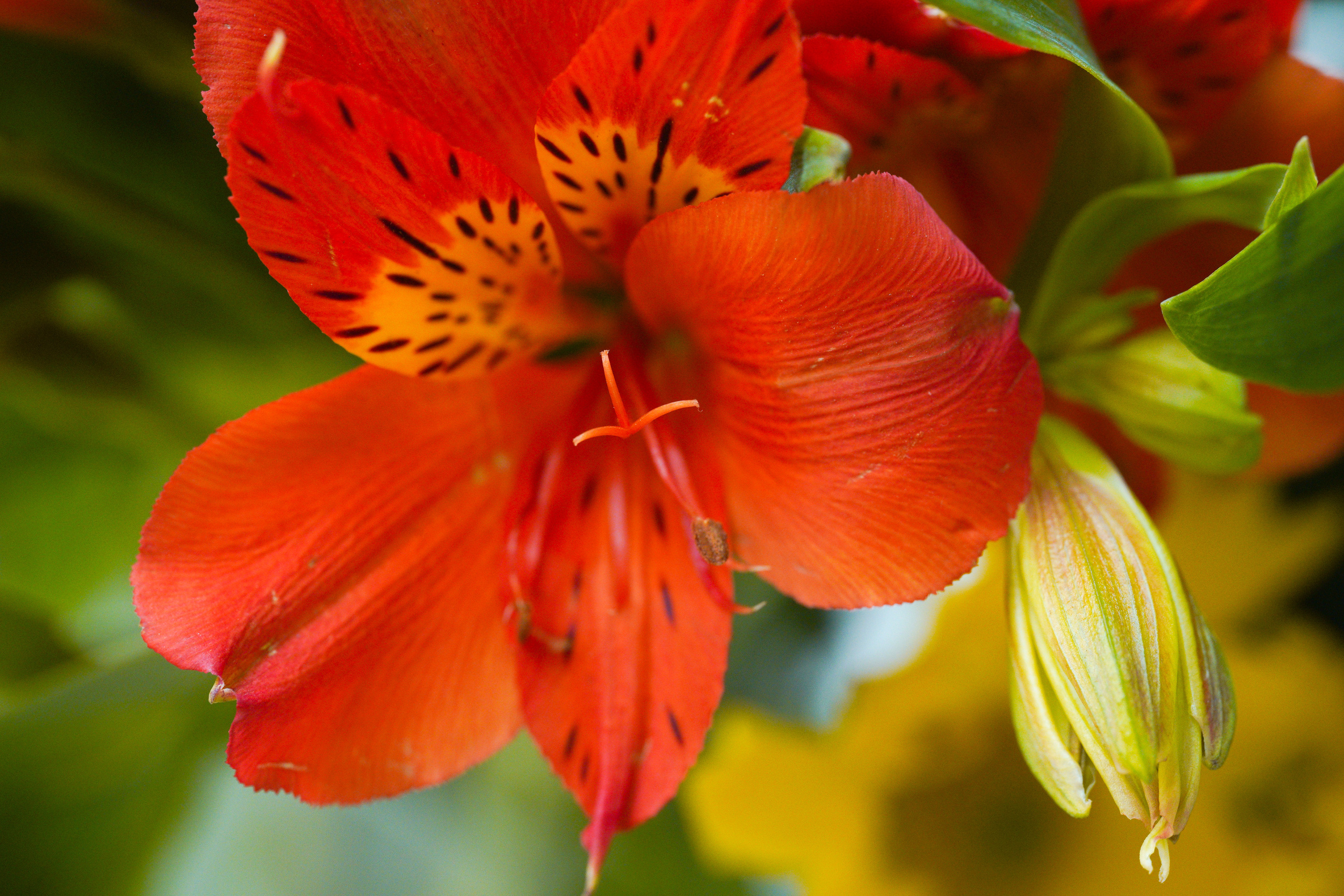 SIGMA 105 mm F2.8 macro DG DN Art. Фотограф Григорий Кравец