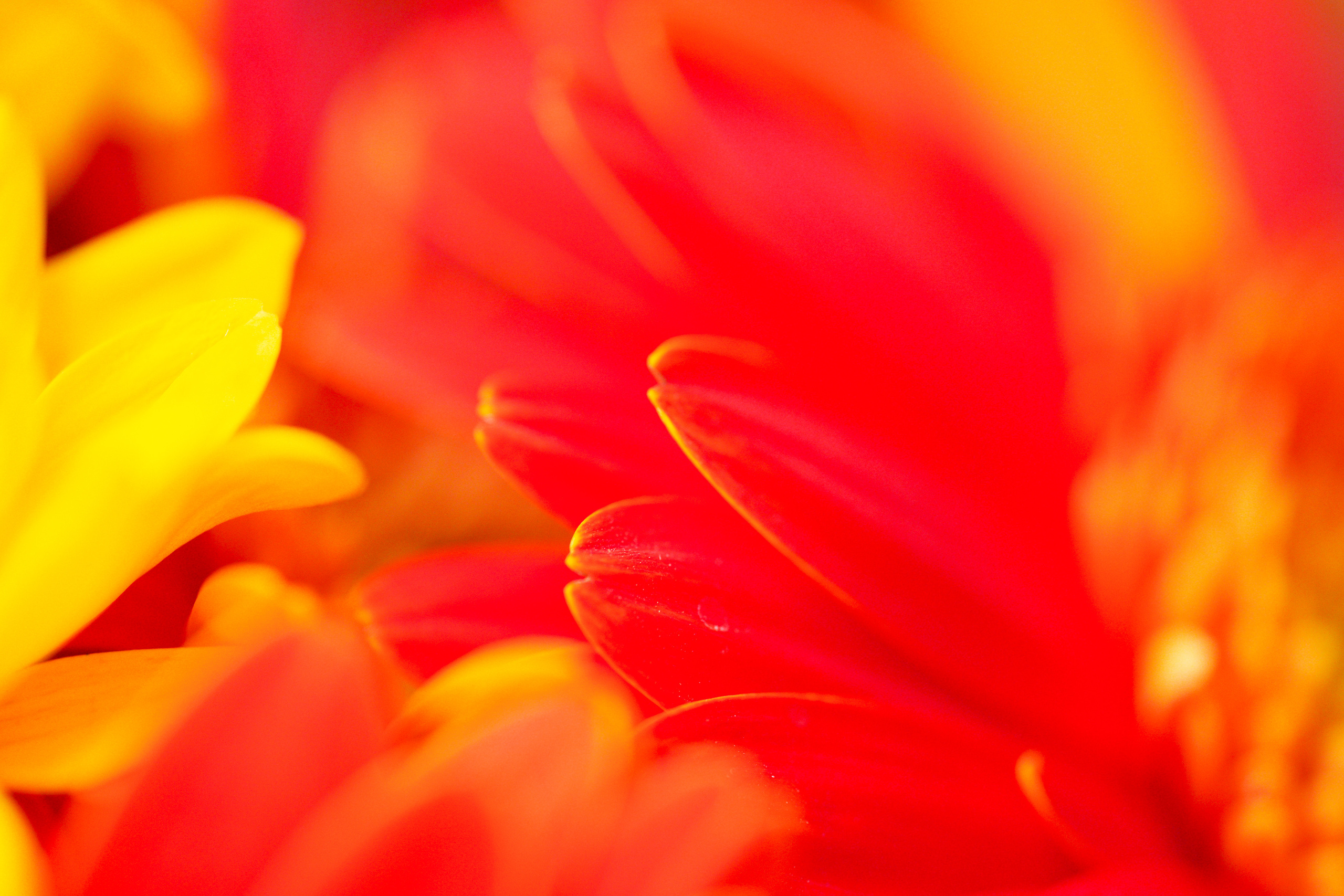 SIGMA 105 mm F2.8 macro DG DN Art. Фотограф Григорий Кравец