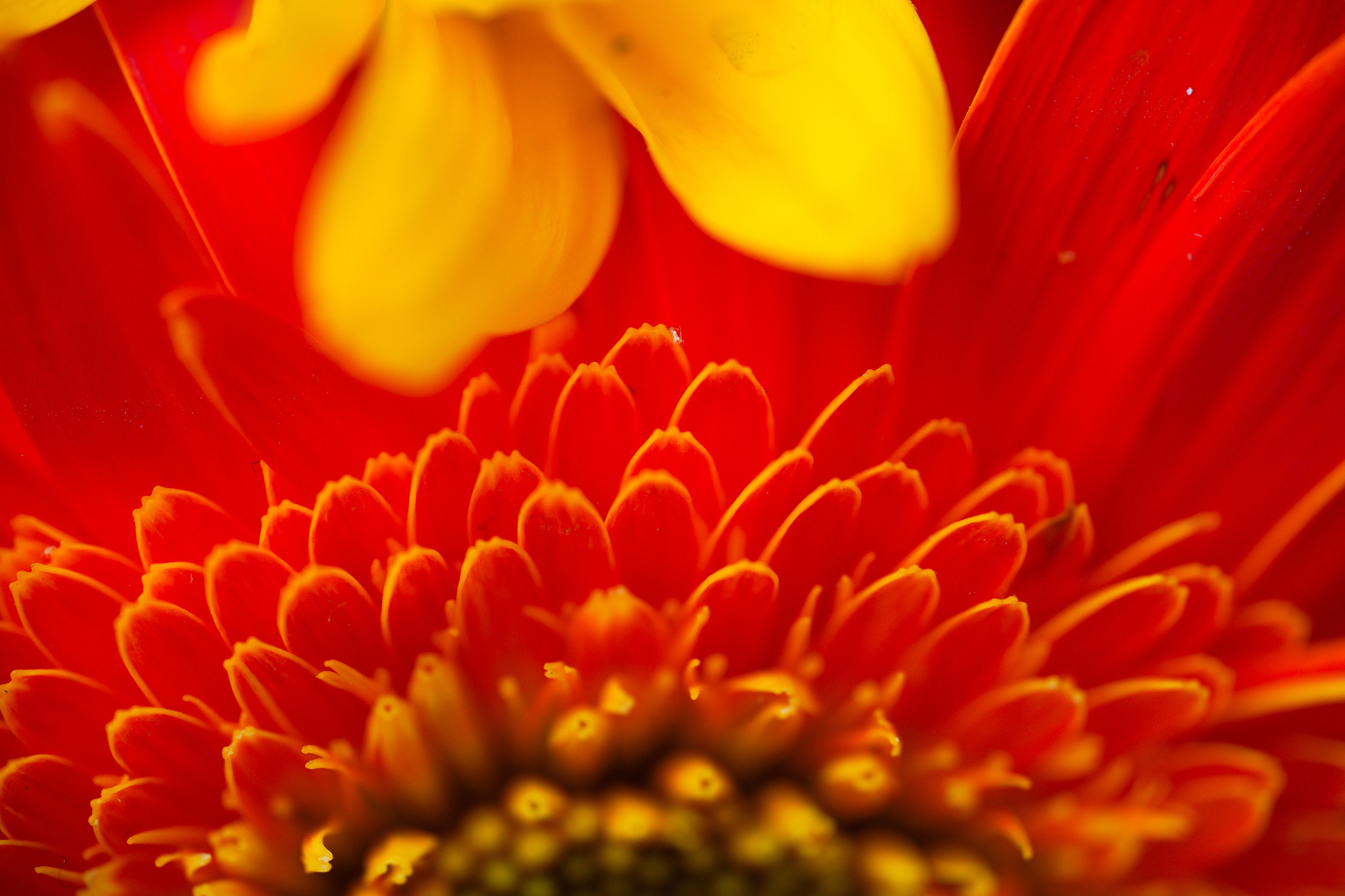 SIGMA 105 mm F2.8 macro DG DN Art. Фотограф Григорий Кравец