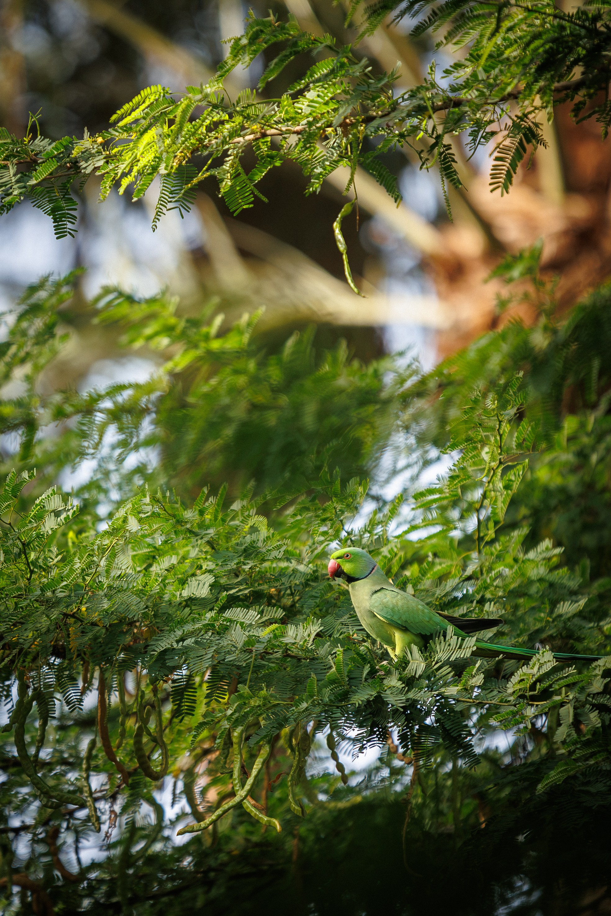 Rose-ringed parakeet perched on a branch, showing its red beak and neck ring, among green foliage