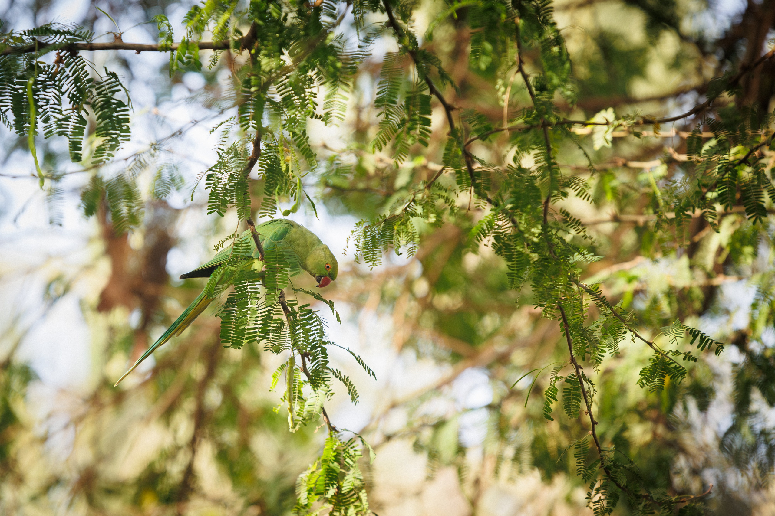 Rose-ringed parakeet hanging upside down while feeding among mesquite branches and seed pods