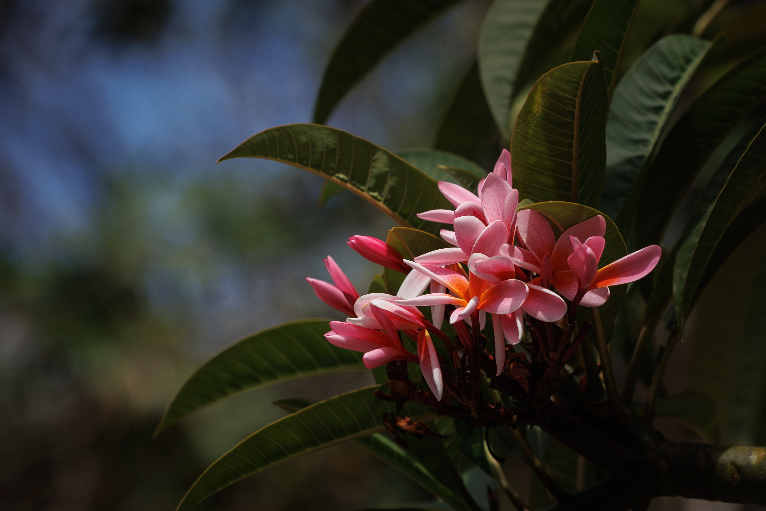 Pink and white plumeria (frangipani) flowers on the branch, with a blurred blue background