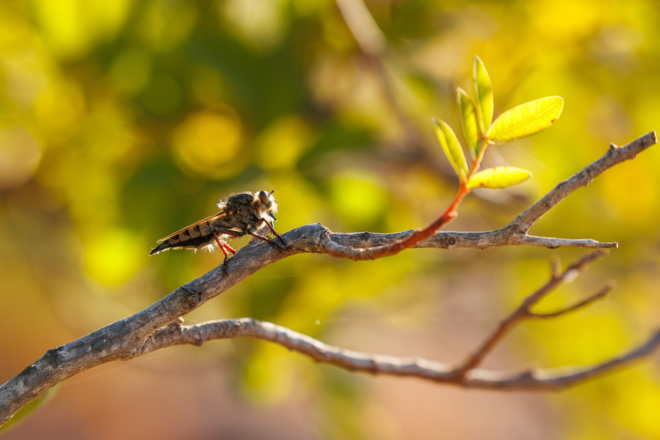 Robber fly perched on a bare branch with golden foliage bokeh, Gran Canaria