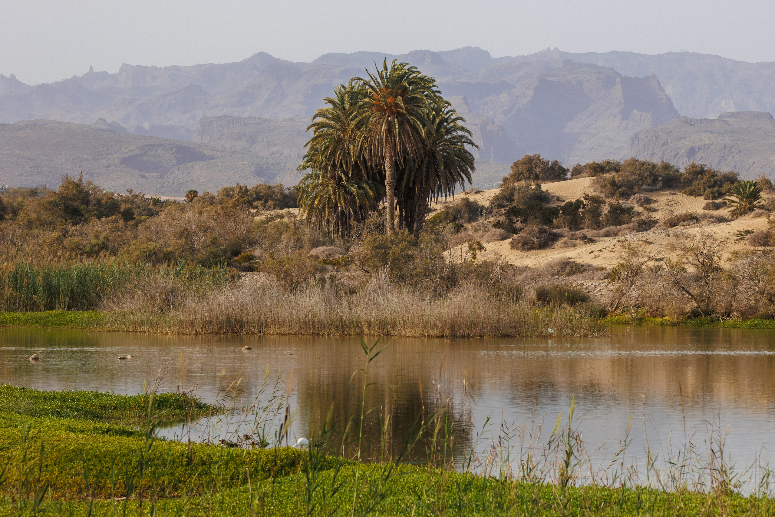 The Maspalomas Charca lagoon with a palm grove, sand dunes, and mountains in the background, Gran Canaria