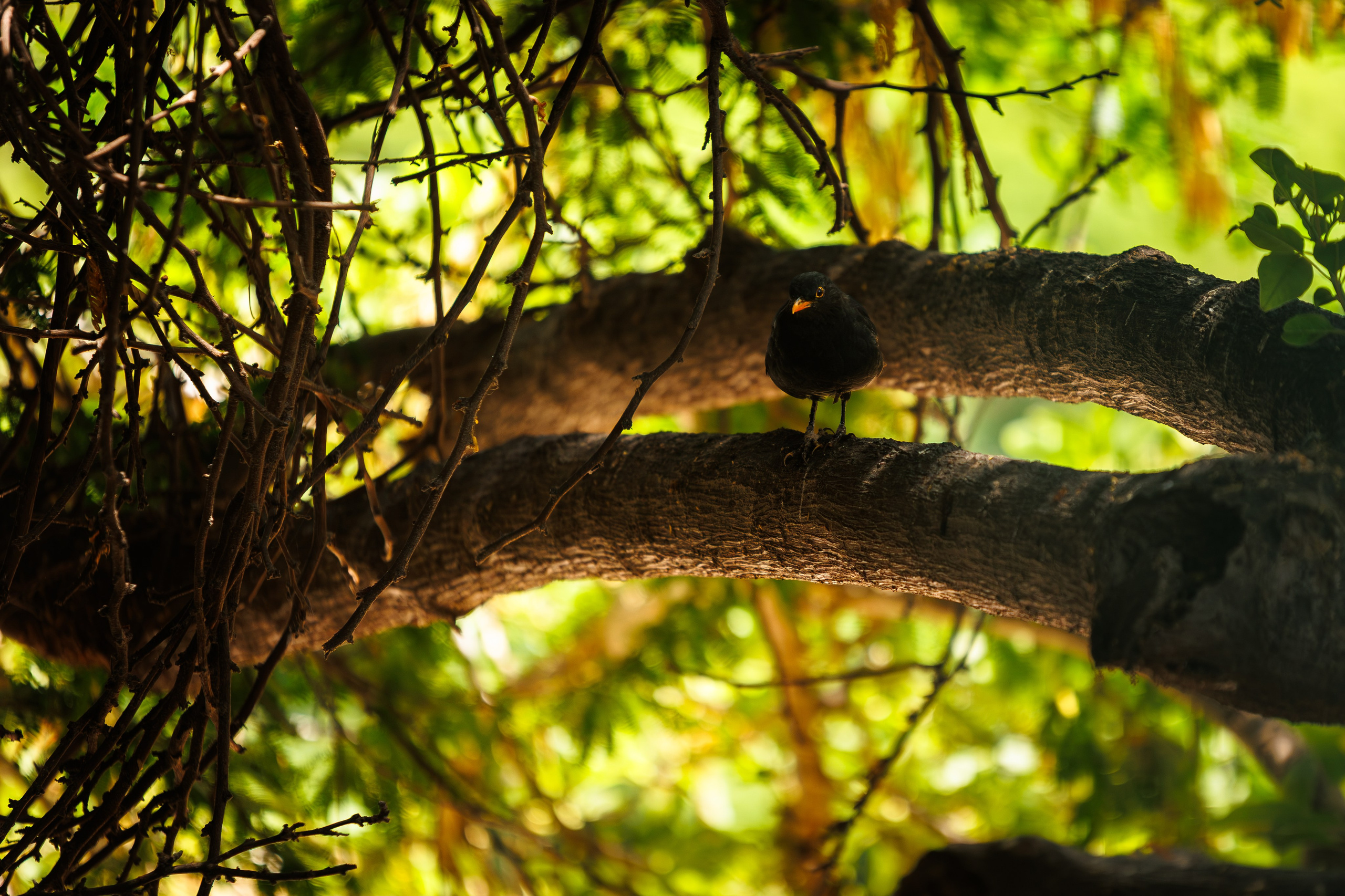 Male Eurasian blackbird with an orange beak perched on a branch, backlit through green leaves