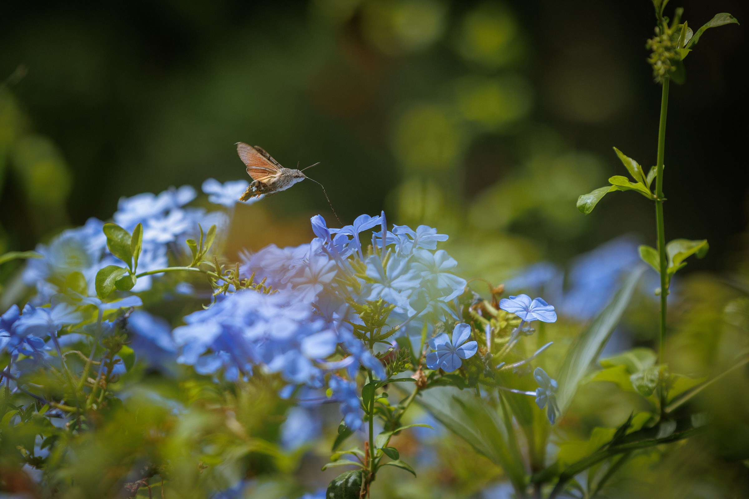 Hummingbird hawk-moth hovering at blue plumbago flowers, Gran Canaria