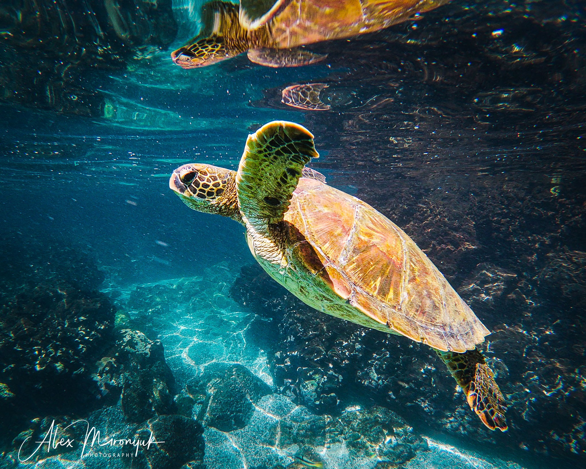 Galapagos Islands Adventure. Alex Mironyuk Photography