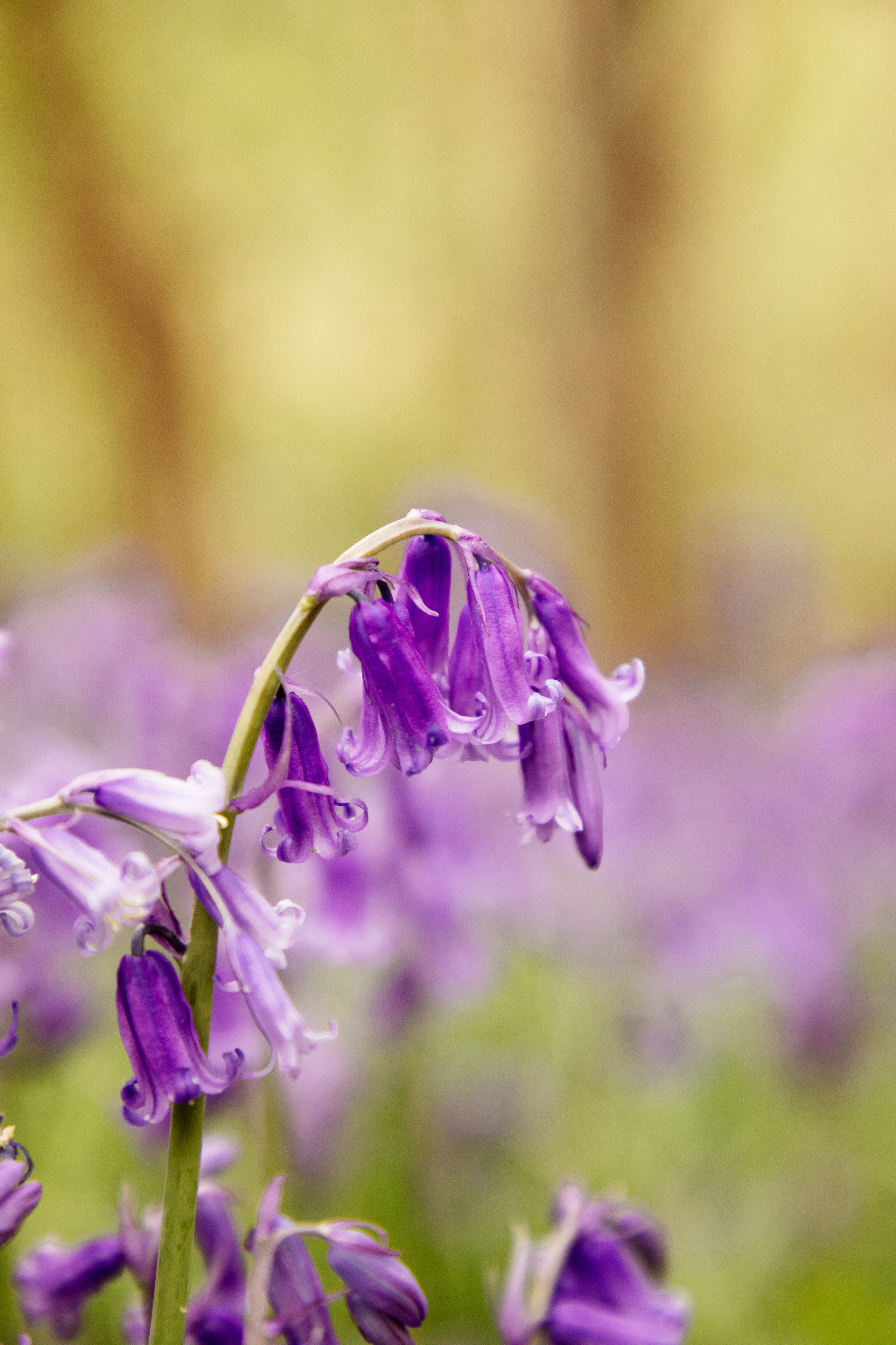 Ferry Meadows Bluebells. PORTRAIT|FAMILY|CHILDREN|BRAND PHOTOGRAPHER UK, CAMBRIDGESHIRE
