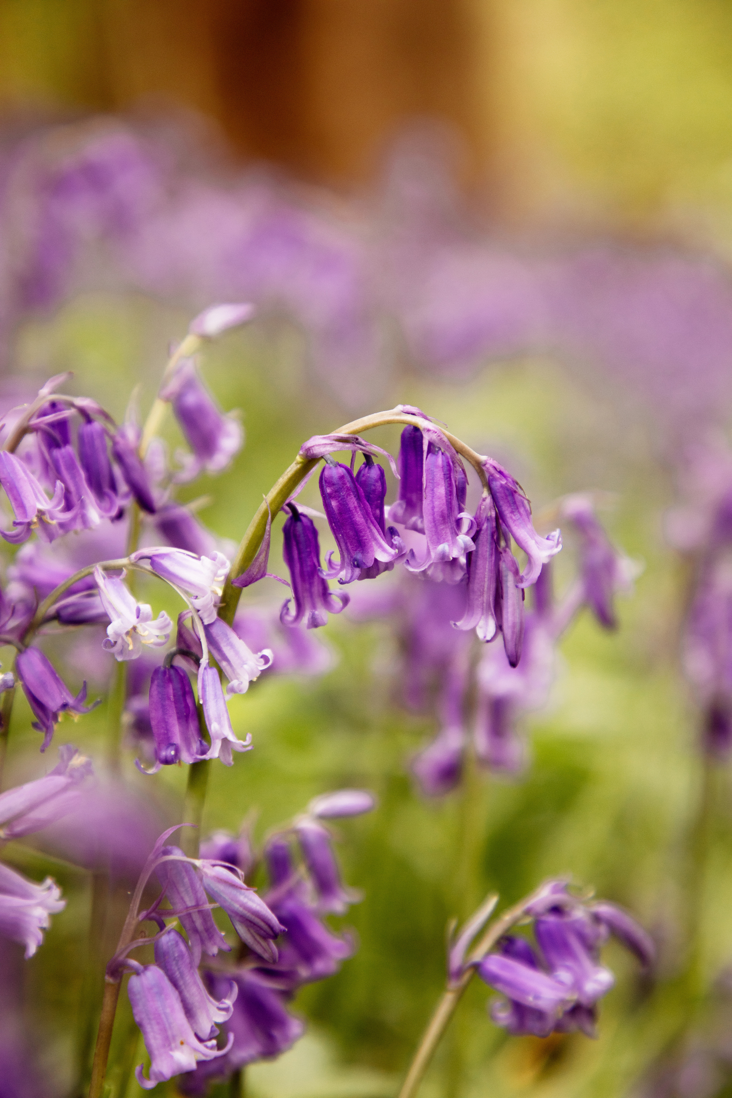 Ferry Meadows Bluebells. PORTRAIT|FAMILY|CHILDREN|BRAND PHOTOGRAPHER UK, CAMBRIDGESHIRE