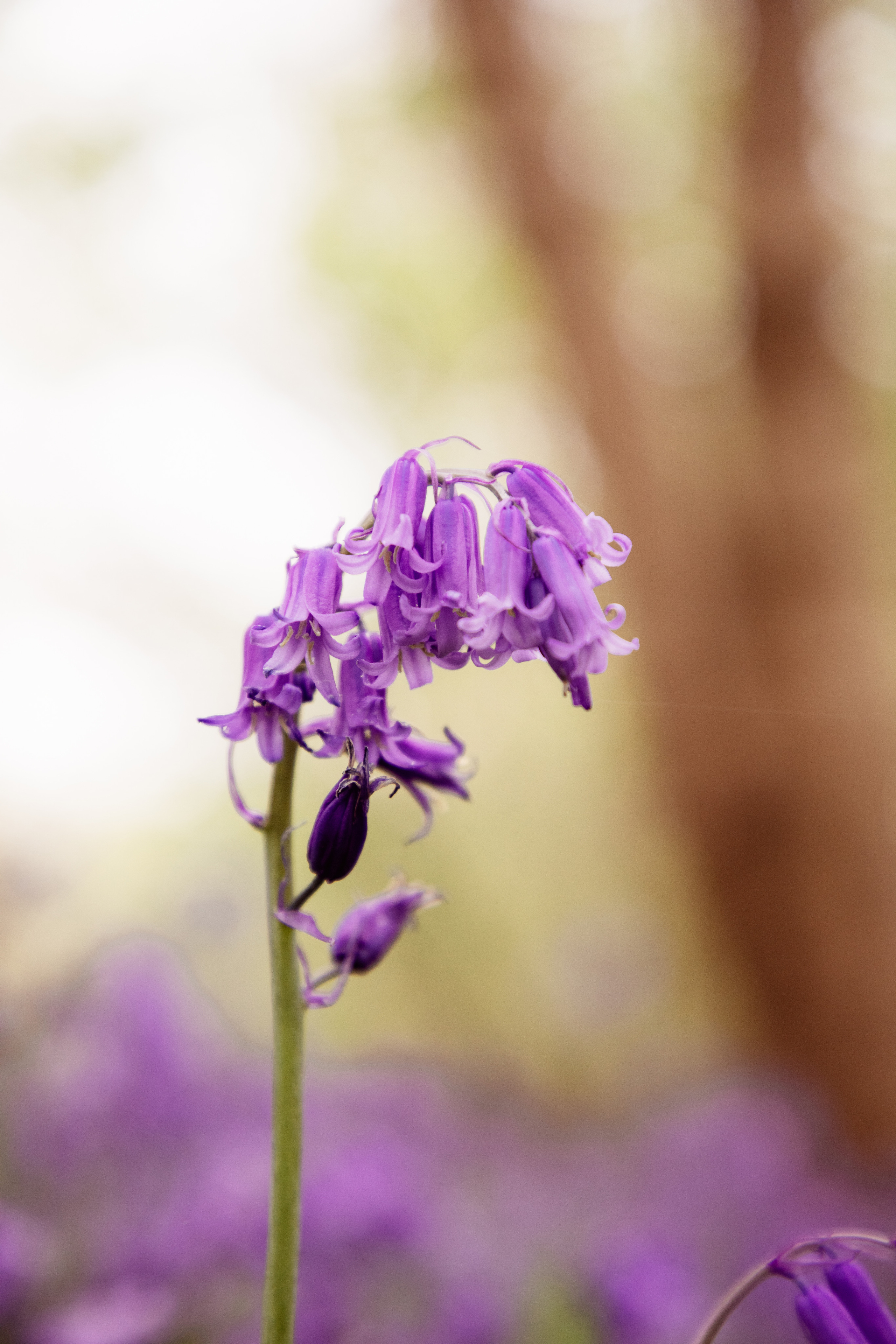 Ferry Meadows Bluebells. PORTRAIT|FAMILY|CHILDREN|BRAND PHOTOGRAPHER UK, CAMBRIDGESHIRE