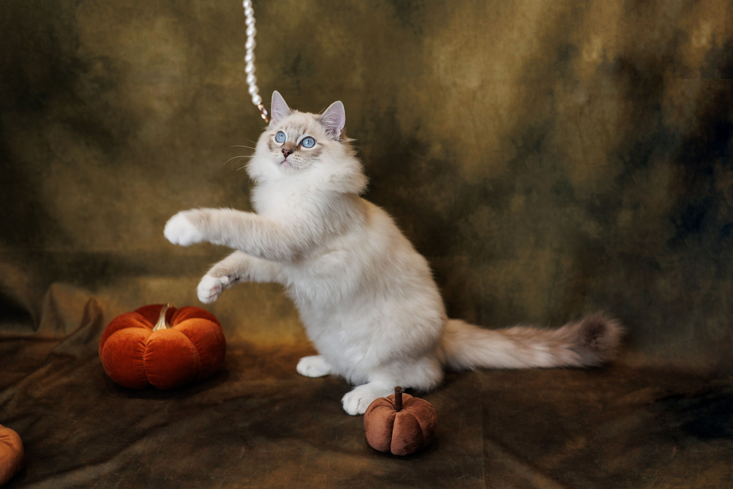 Pet photography. Photography & videography for brands. Individual shooting. Midlands, England