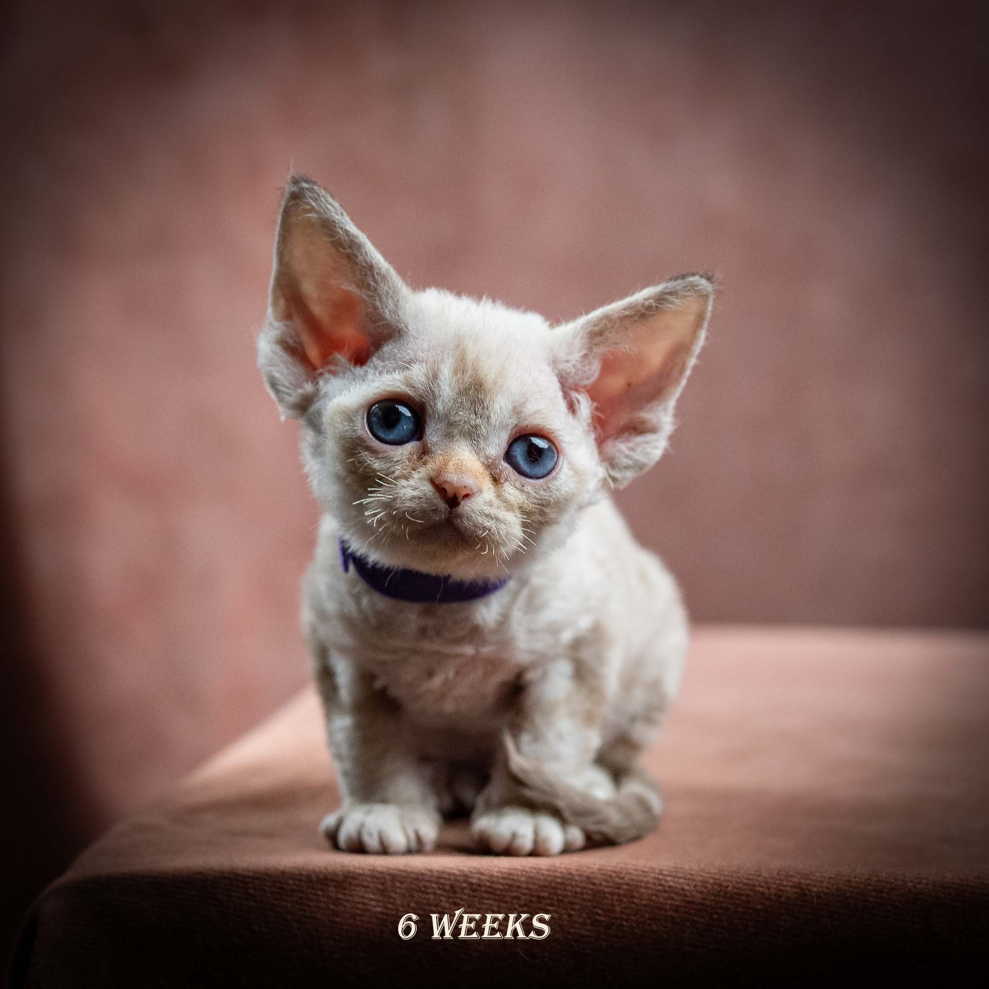 Iris, girl, born 06.01.2025. Devon Rex Pixie Cattery