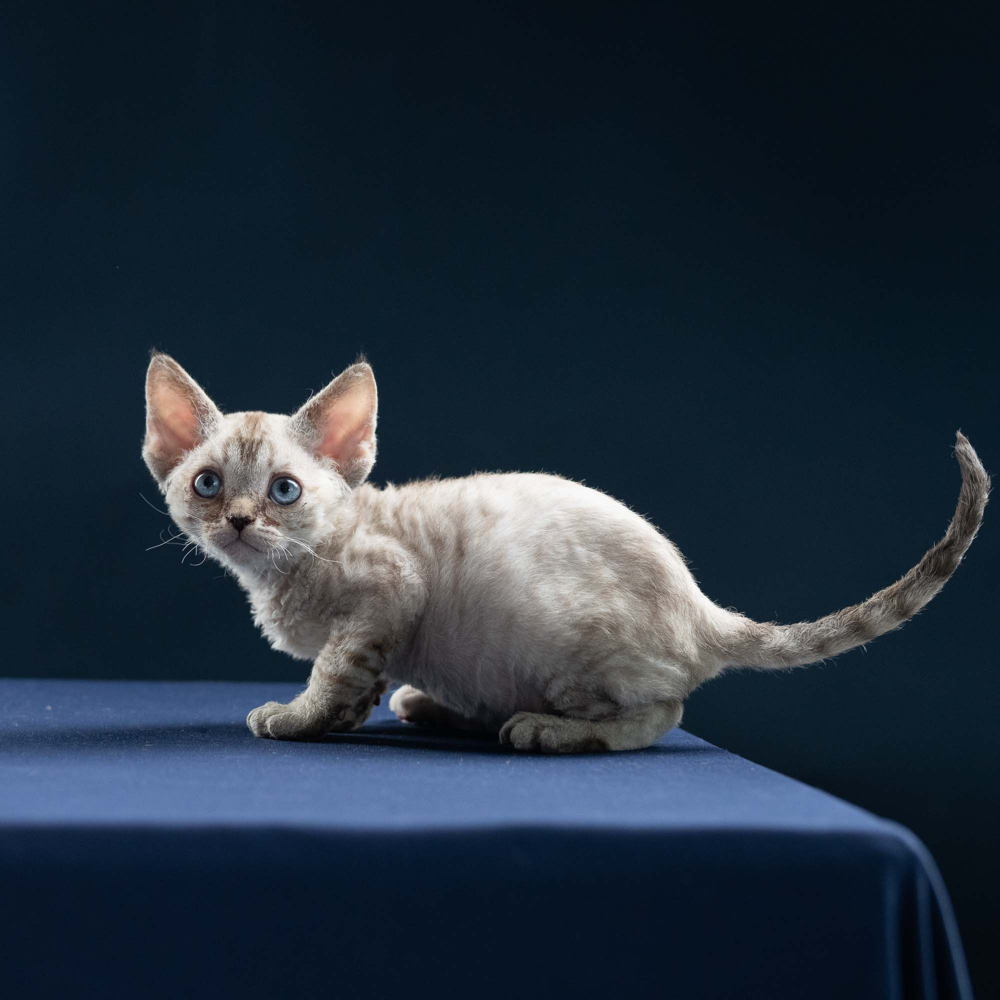 Isla, girl, born 06.01.2025. Devon Rex Pixie Cattery