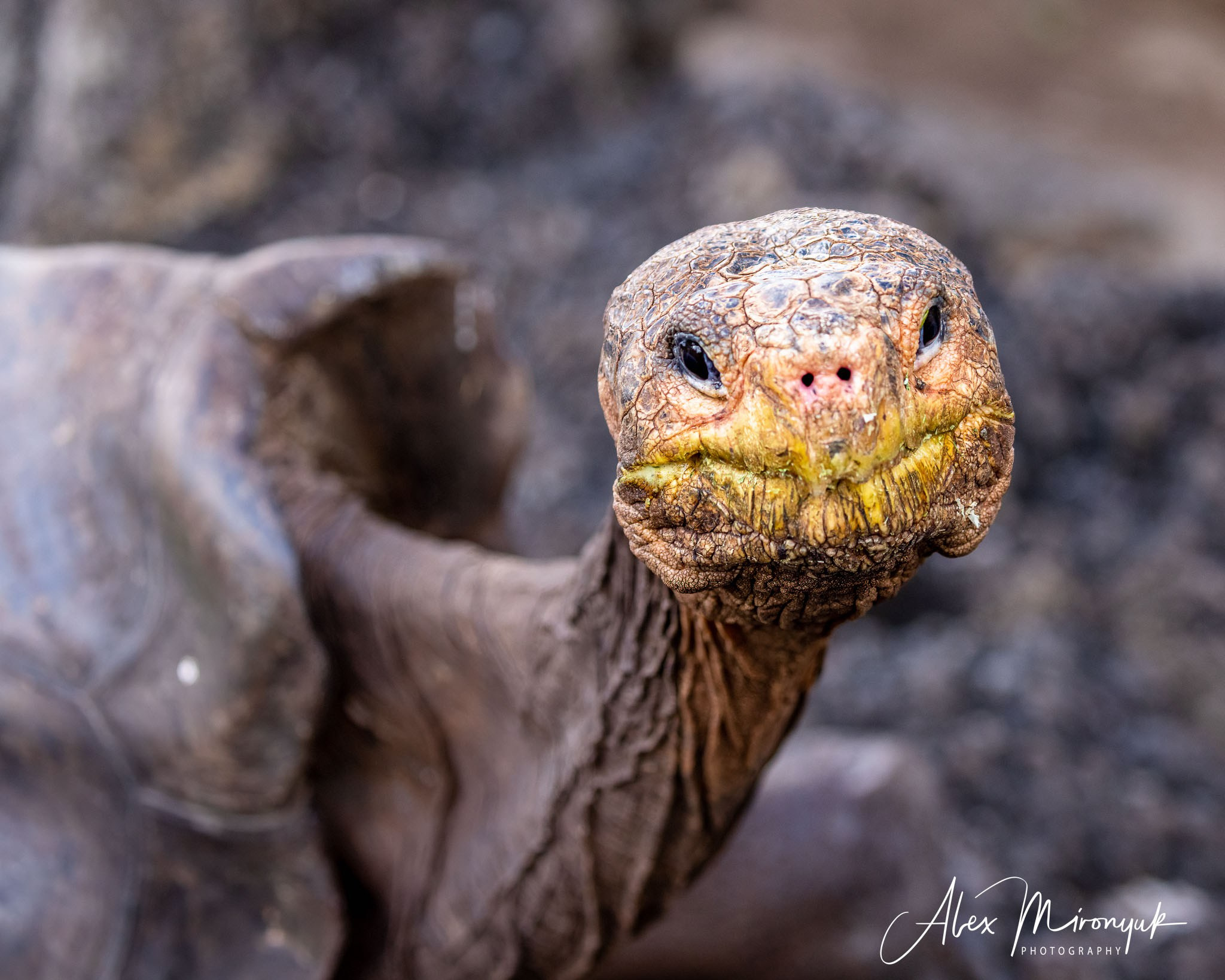 Galapagos Islands Adventure. Alex Mironyuk Photography