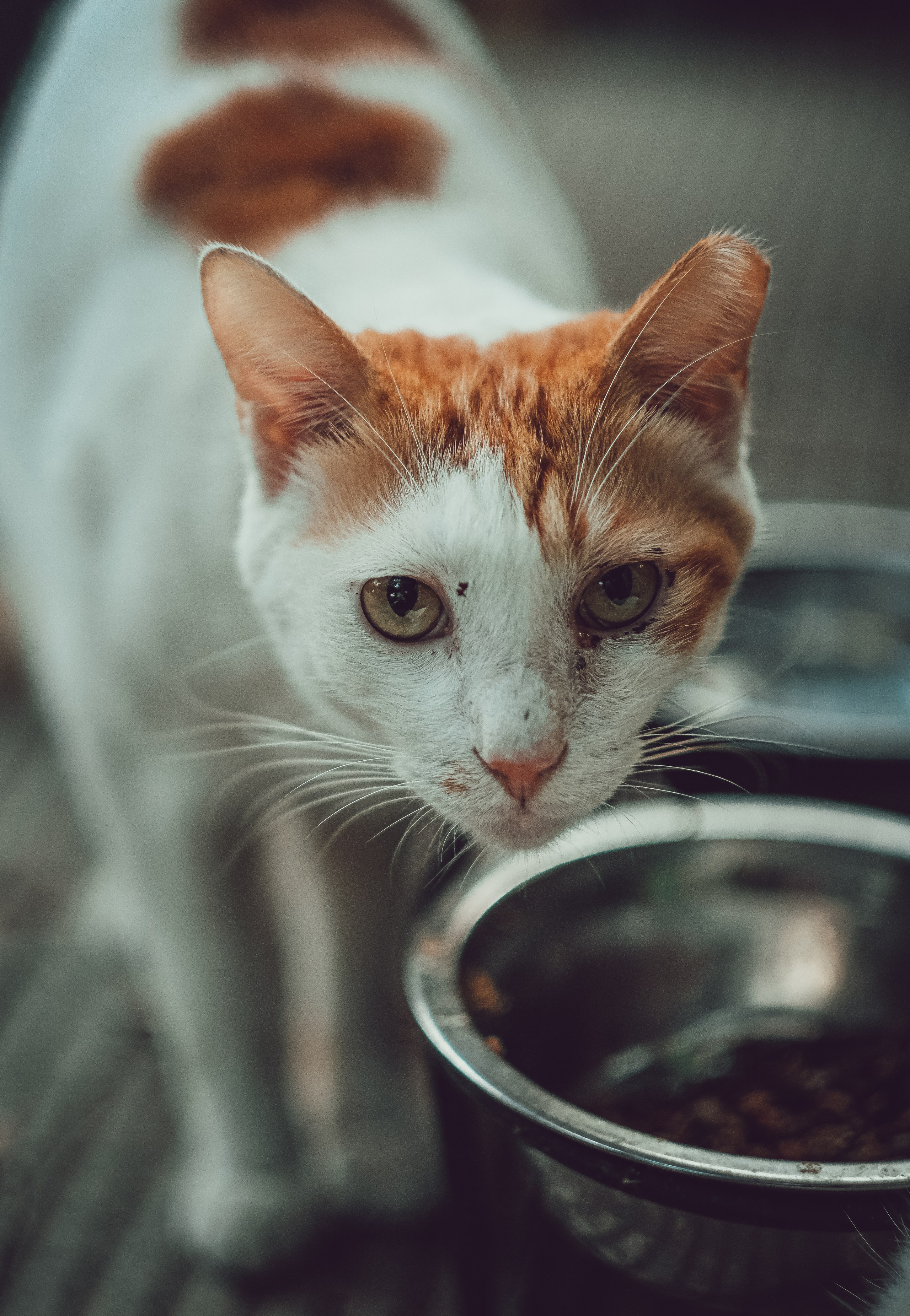 Guangzhou Stray Cat | 🇨🇳 Yukophotography 📸🐾 Travel Photography | Fujifilm Adventures | Stray Cats Chronicles | Stray Cat photography | Stray cat photos