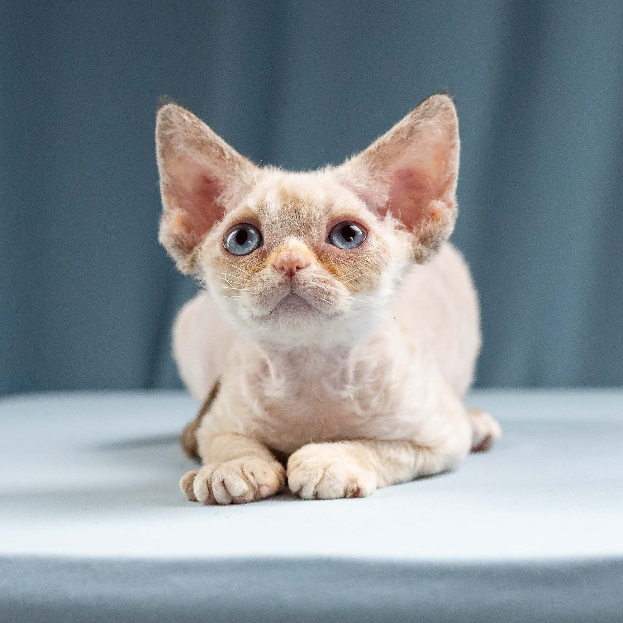 Iris, girl, born 06.01.2025. Devon Rex Pixie Cattery