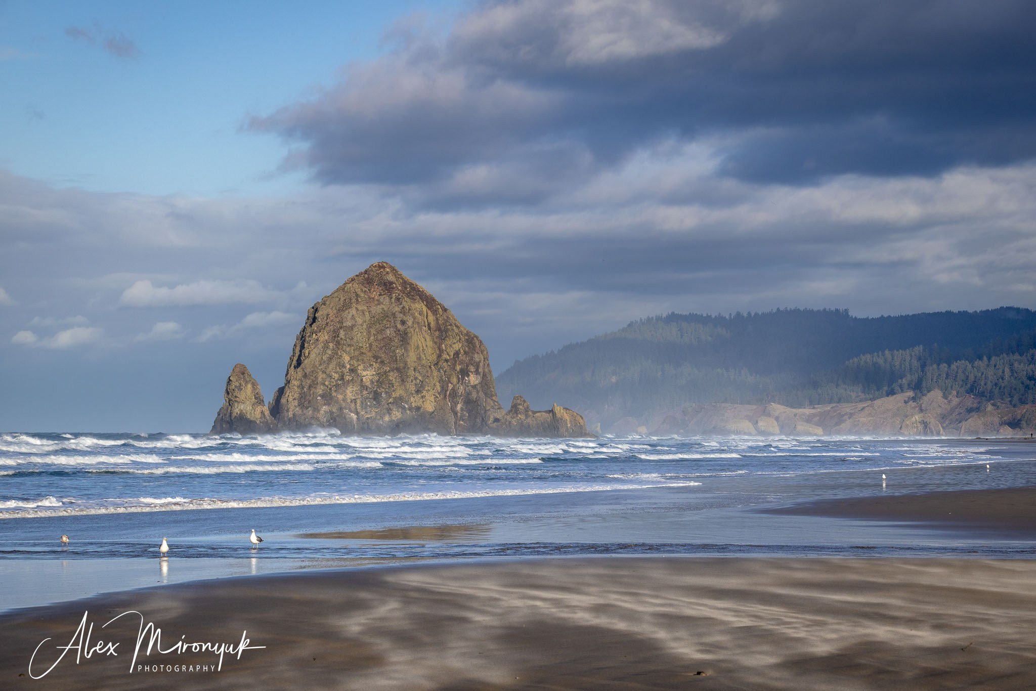 Oregon Coast Photo Workshop. Pet, Senior, Landscape, portrait studio, photographer in Miami and Sou