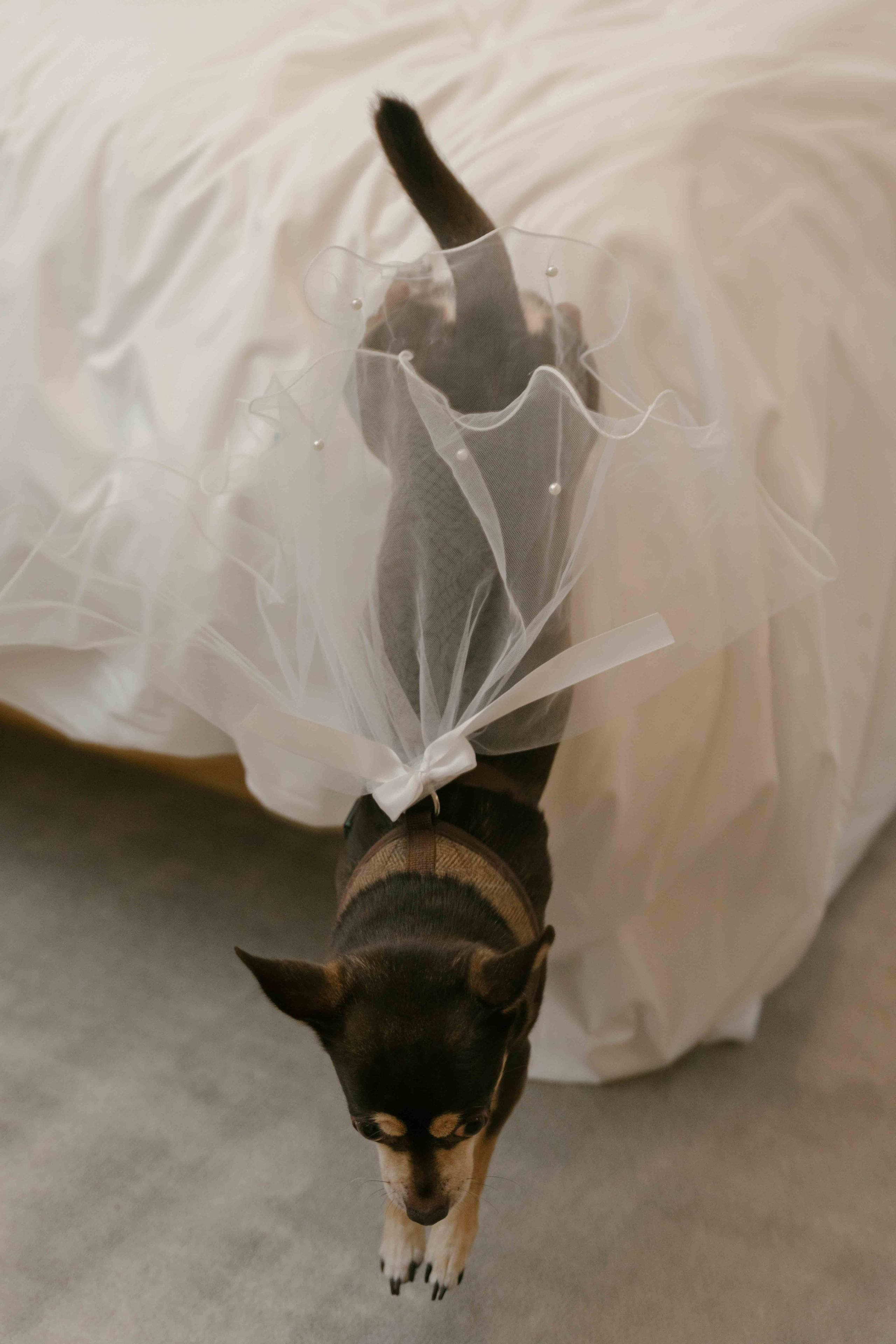 Intimate Wedding at Marylebone Town Hall, London | Small Wedding Story. London Wedding Photographer | Engagement & Proposal Photography by Natasha Ferreira