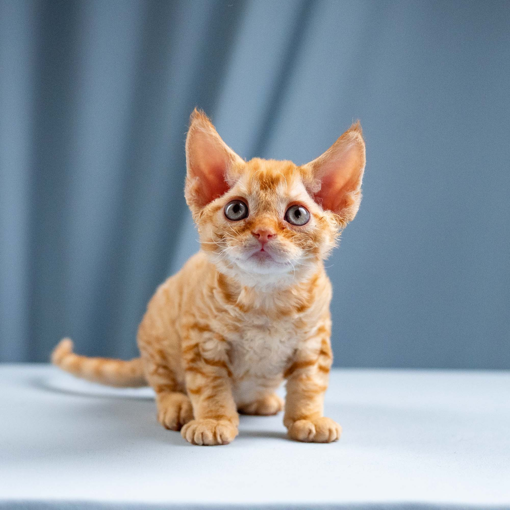Jackie, boy, born 06.25.2025. Devon Rex Pixie Cattery