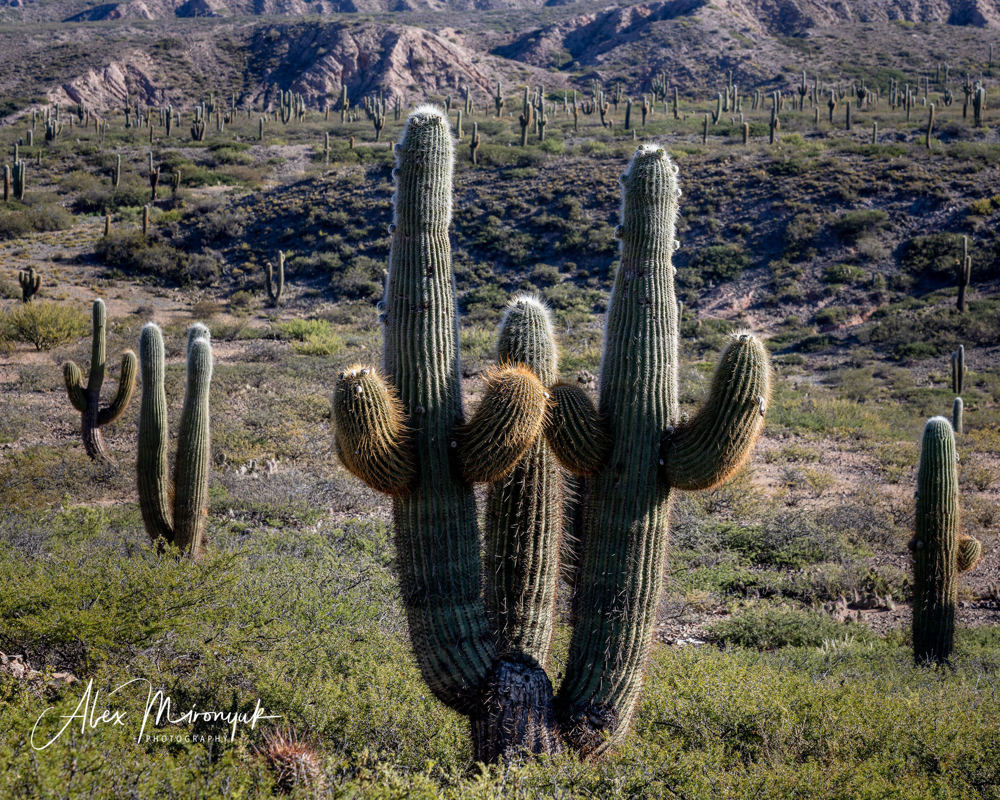 Unknown Northern Argentina. Pet, Senior, Landscape, portrait studio, photographer in Miami and Sou