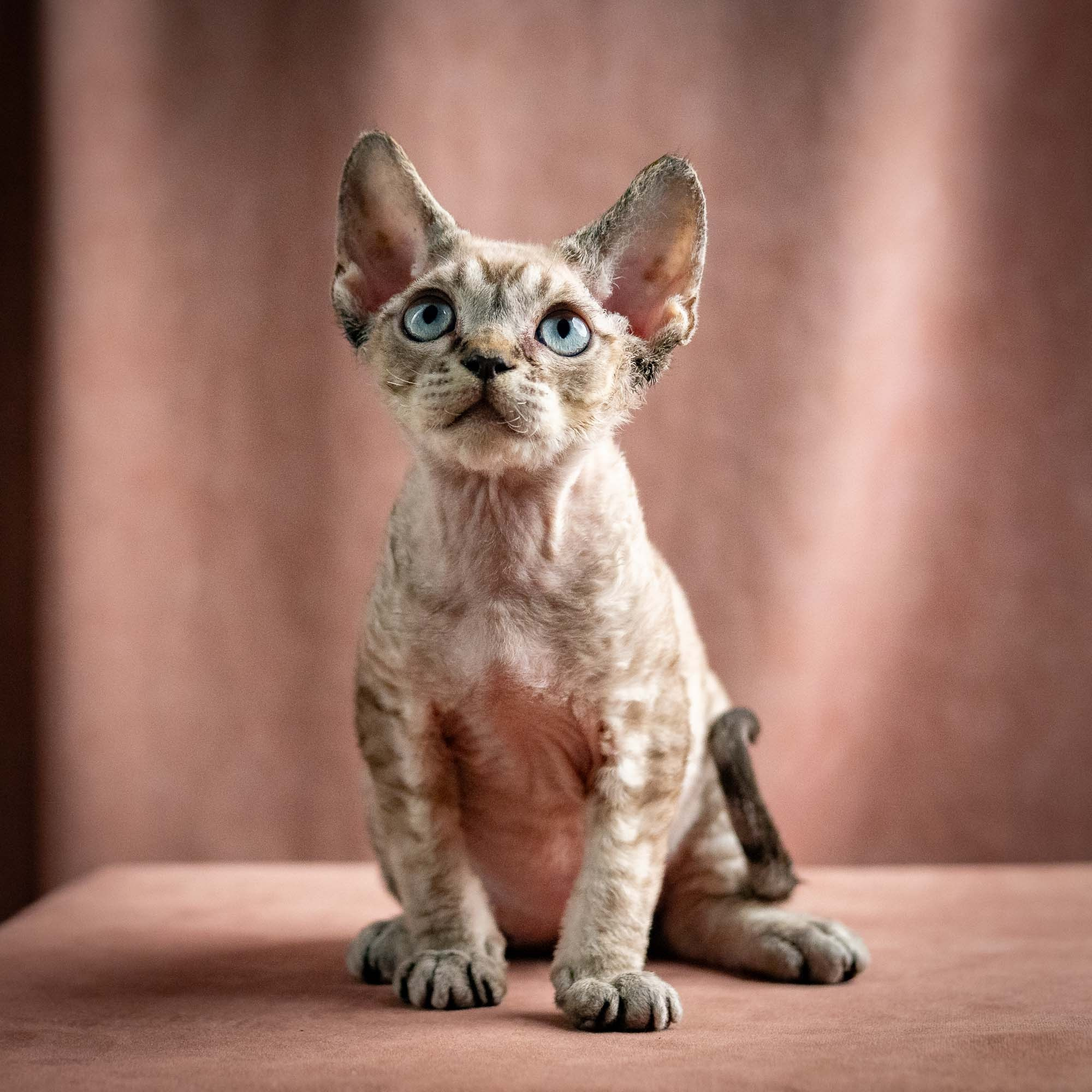 Quincy, boy, born 02.14.26. Devon Rex Pixie Cattery