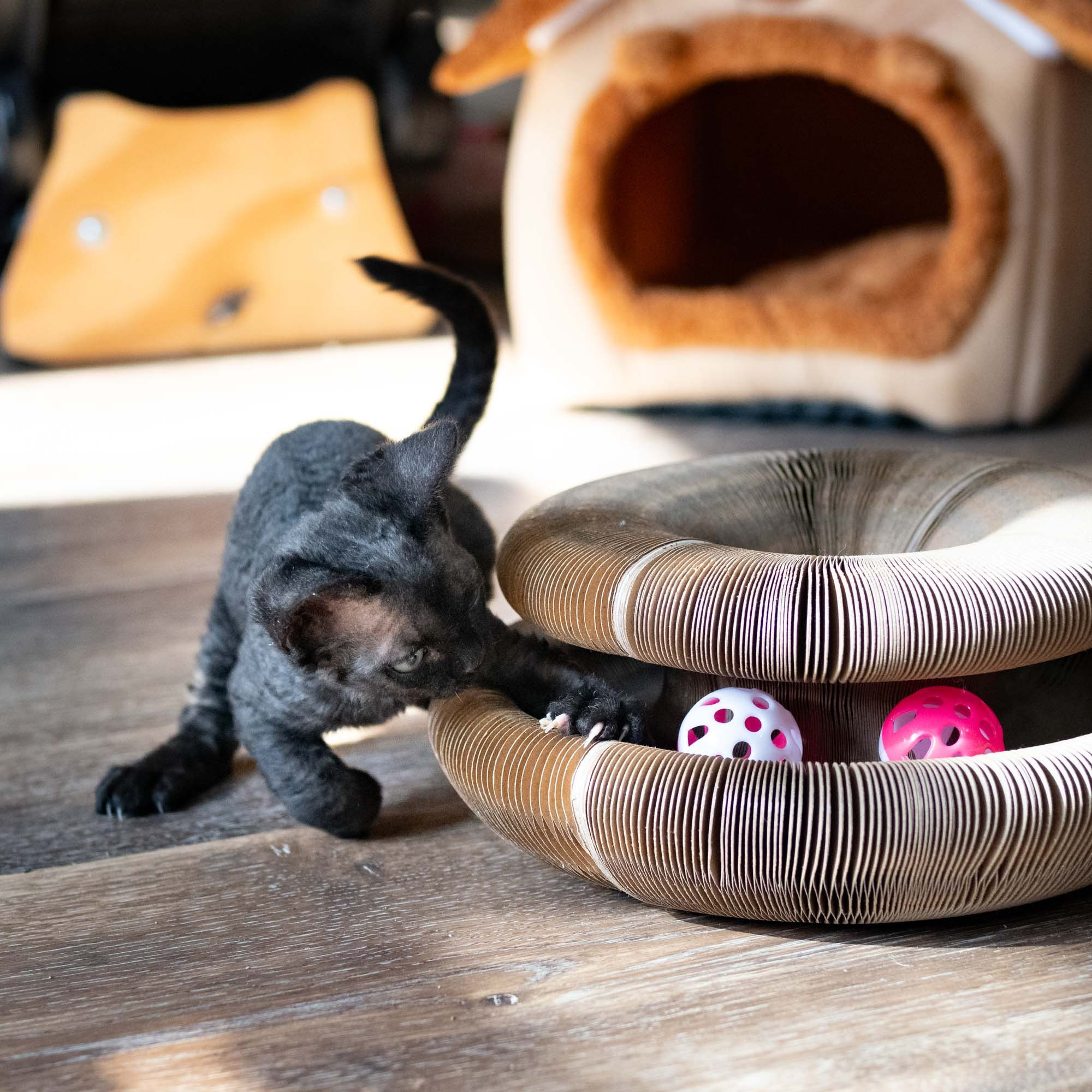 Smoke, boy,  born on  04.11.24, Sold. Devon Rex Pixie Cattery