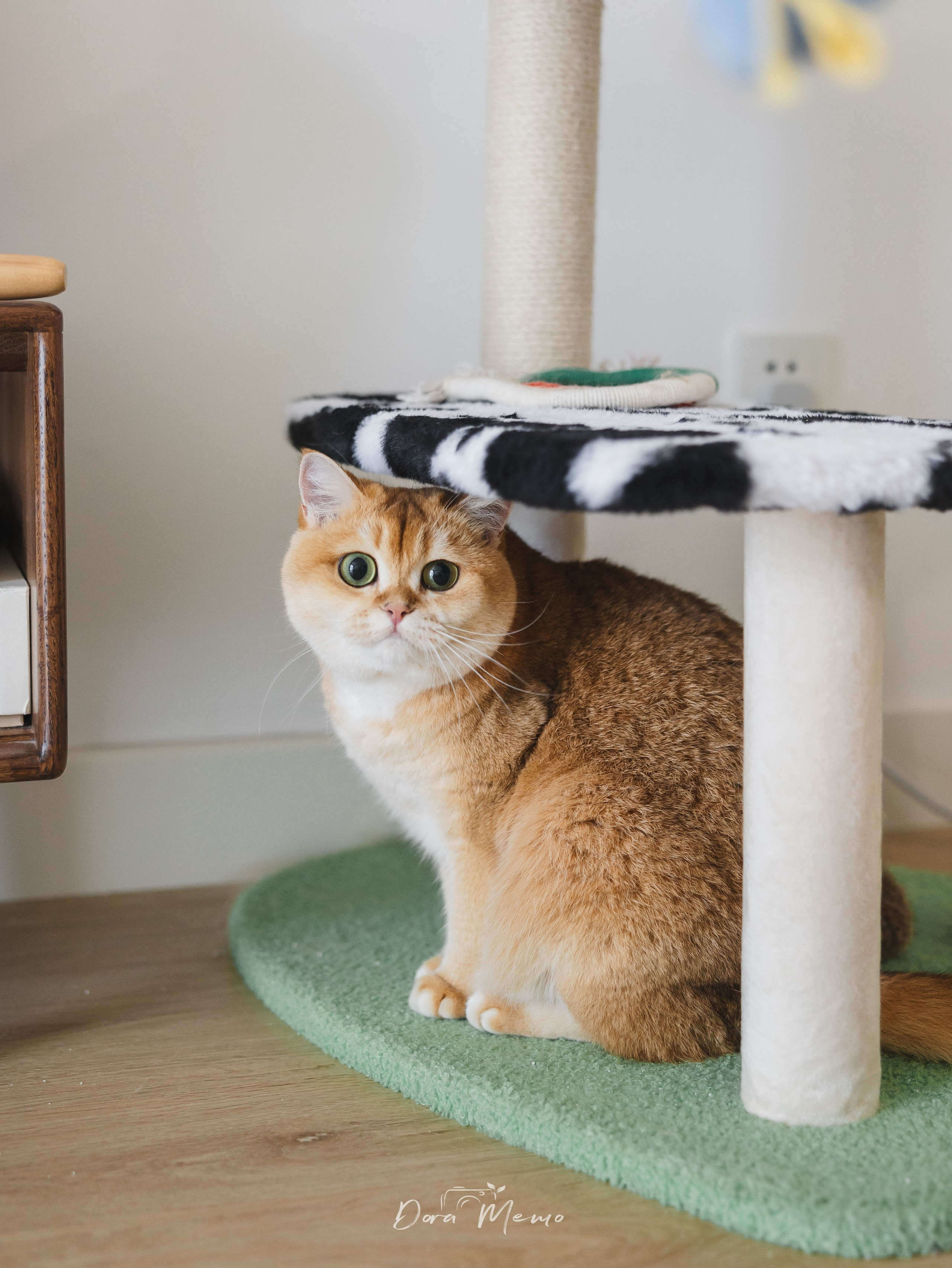 Jiumei the cat sits below a vase in a Shanghai apartment, photographed in a quiet lifestyle family session.
