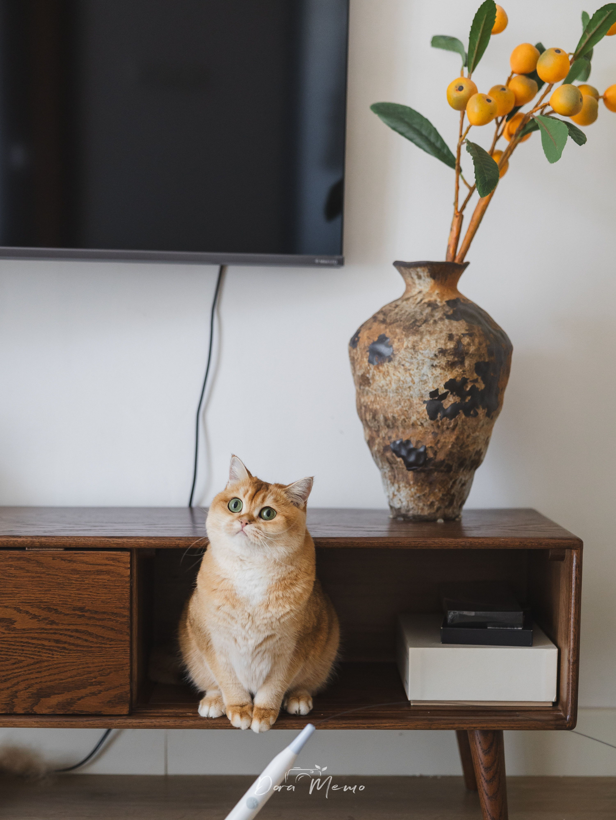 Shanghai Family Photographer — At-Home Pet Family Session with Jiumei