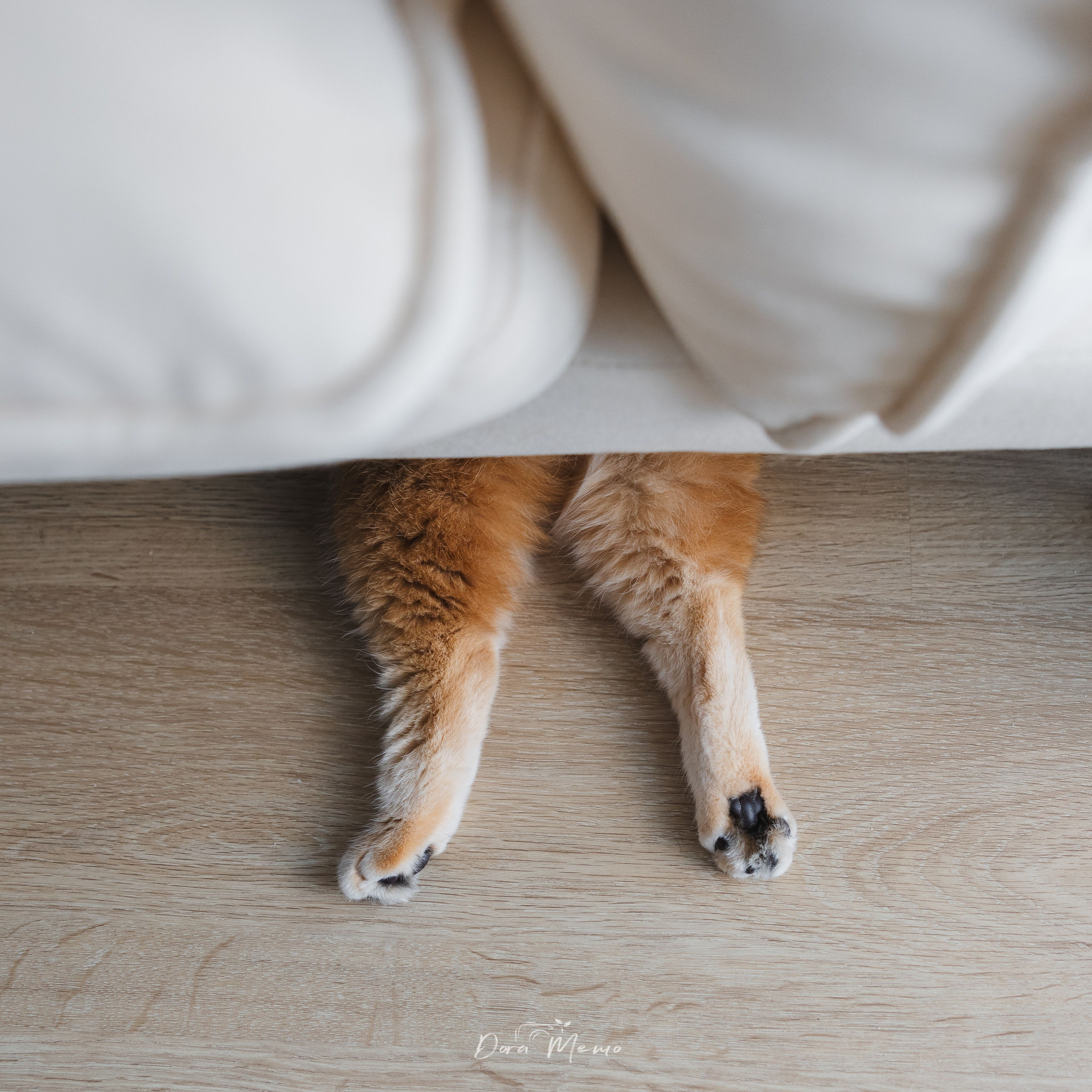 Cat paws peek out from under the sofa, a small documentary detail from a Shanghai lifestyle photography session.