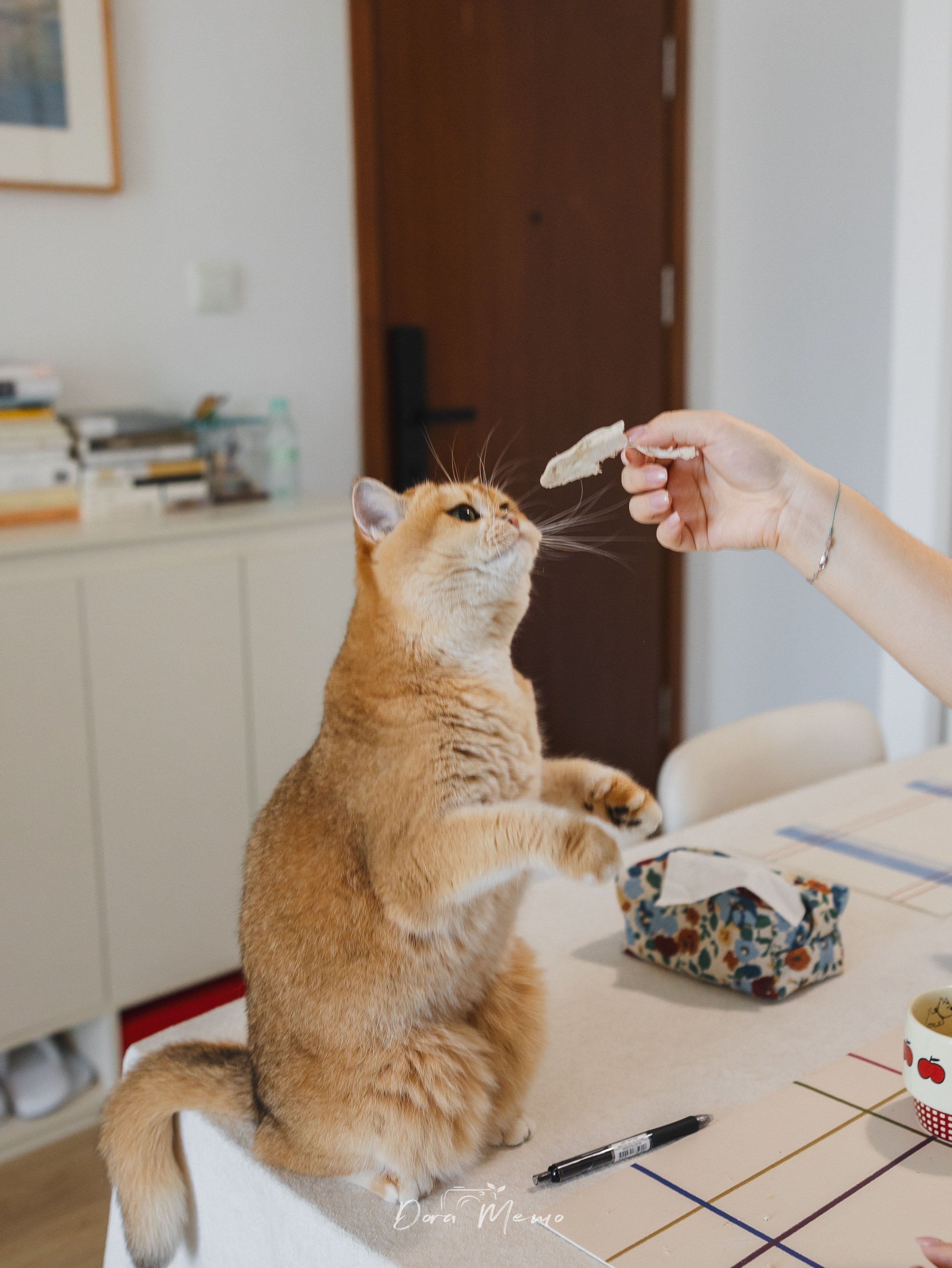 Shanghai Family Photographer — At-Home Pet Family Session with Jiumei