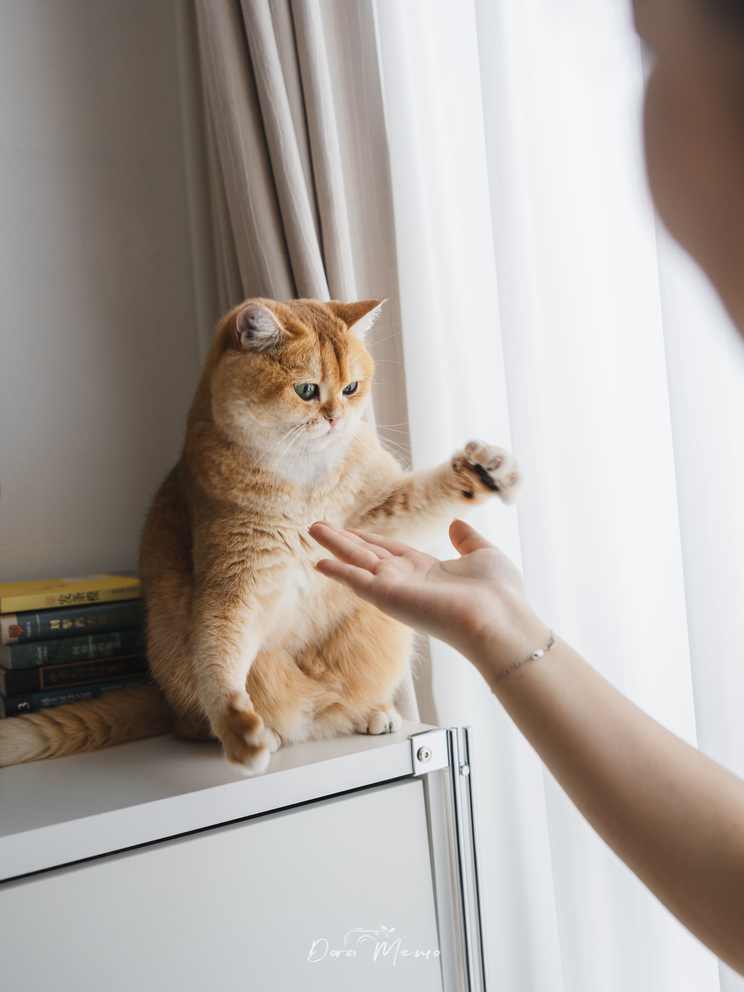 Shanghai Family Photographer — At-Home Pet Family Session with Jiumei
