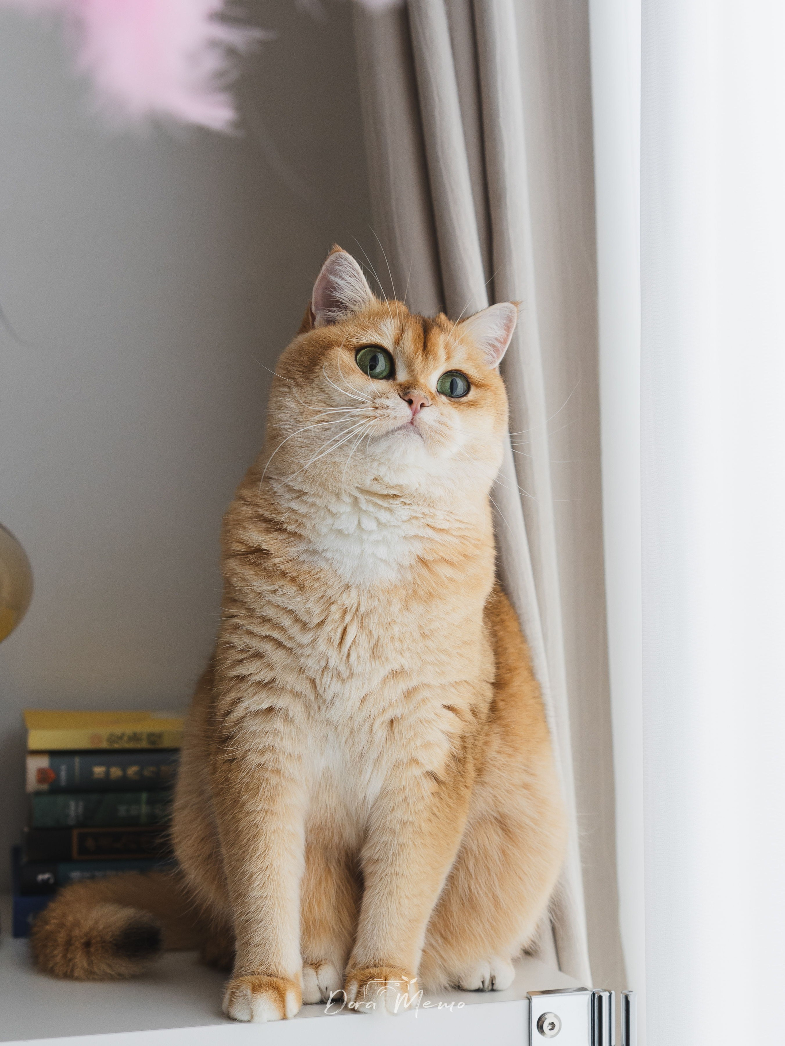 Shanghai Family Photographer — At-Home Pet Family Session with Jiumei