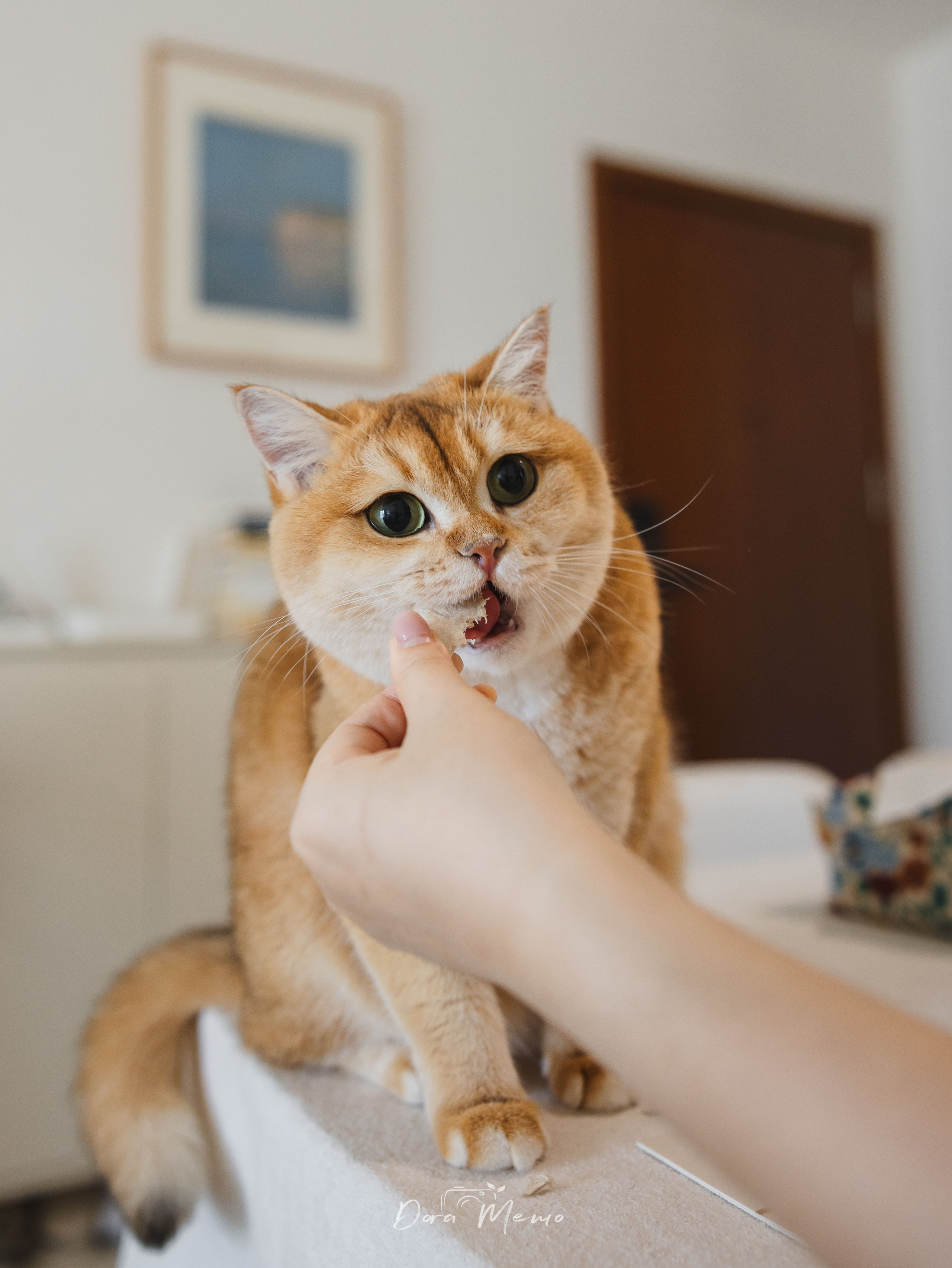Shanghai Family Photographer — At-Home Pet Family Session with Jiumei