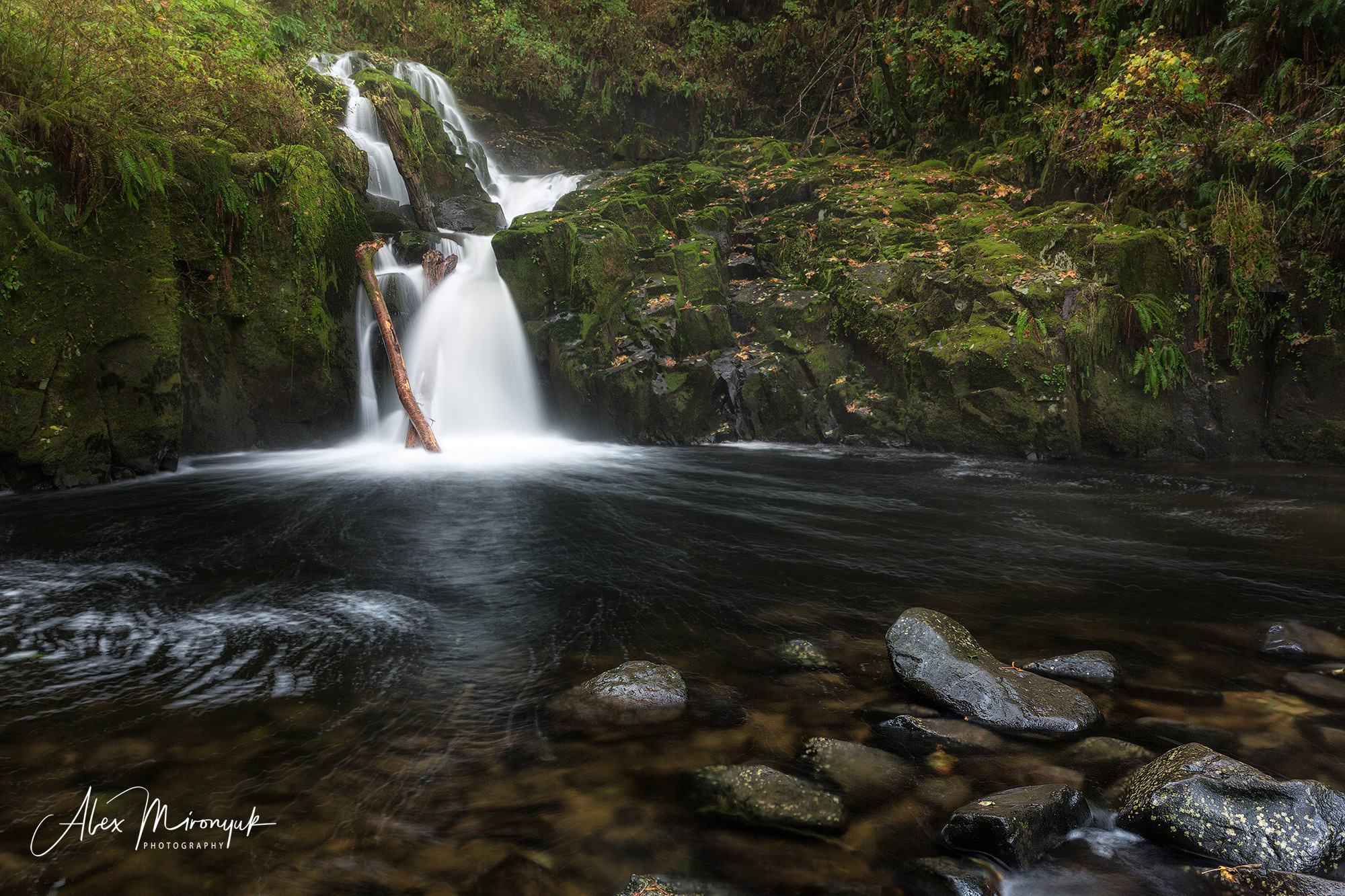 Oregon Coast Photo Workshop. Pet, Senior, Landscape, portrait studio, photographer in Miami and Sou