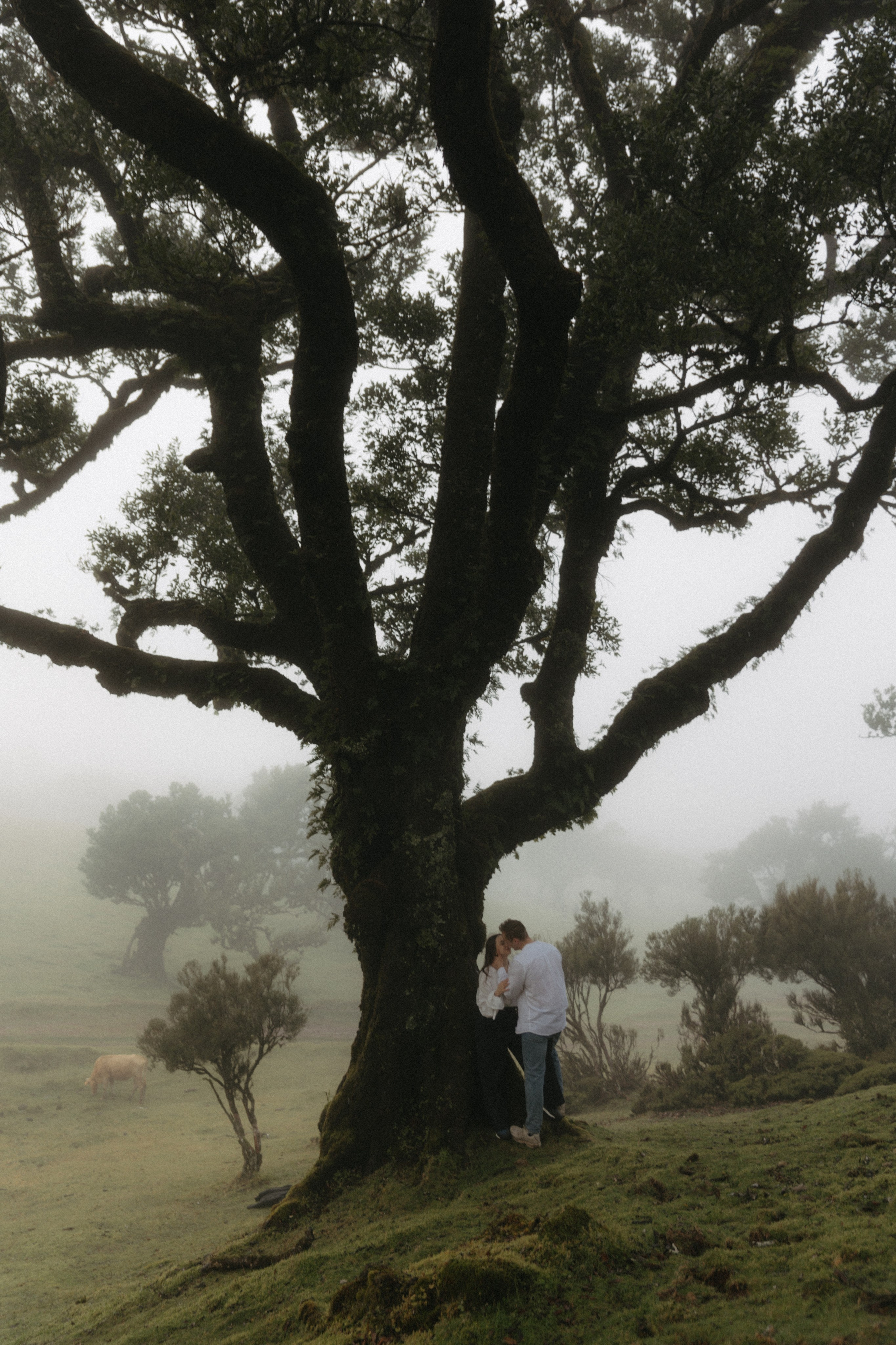 Magic of Fanal Forest. Wedding photographer and videographer based in Timisoara, Romania