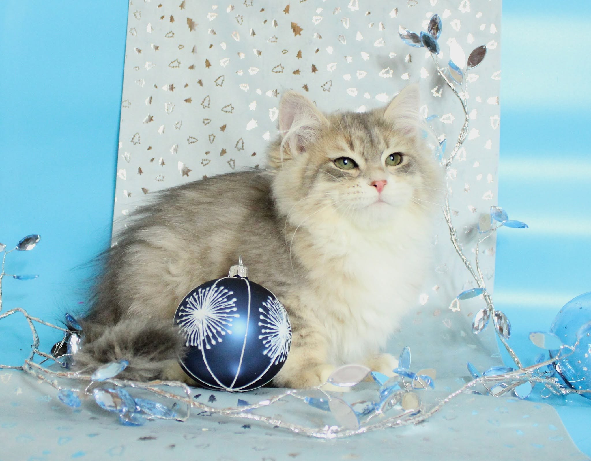 Katzen | Females. Photographer Татьяна